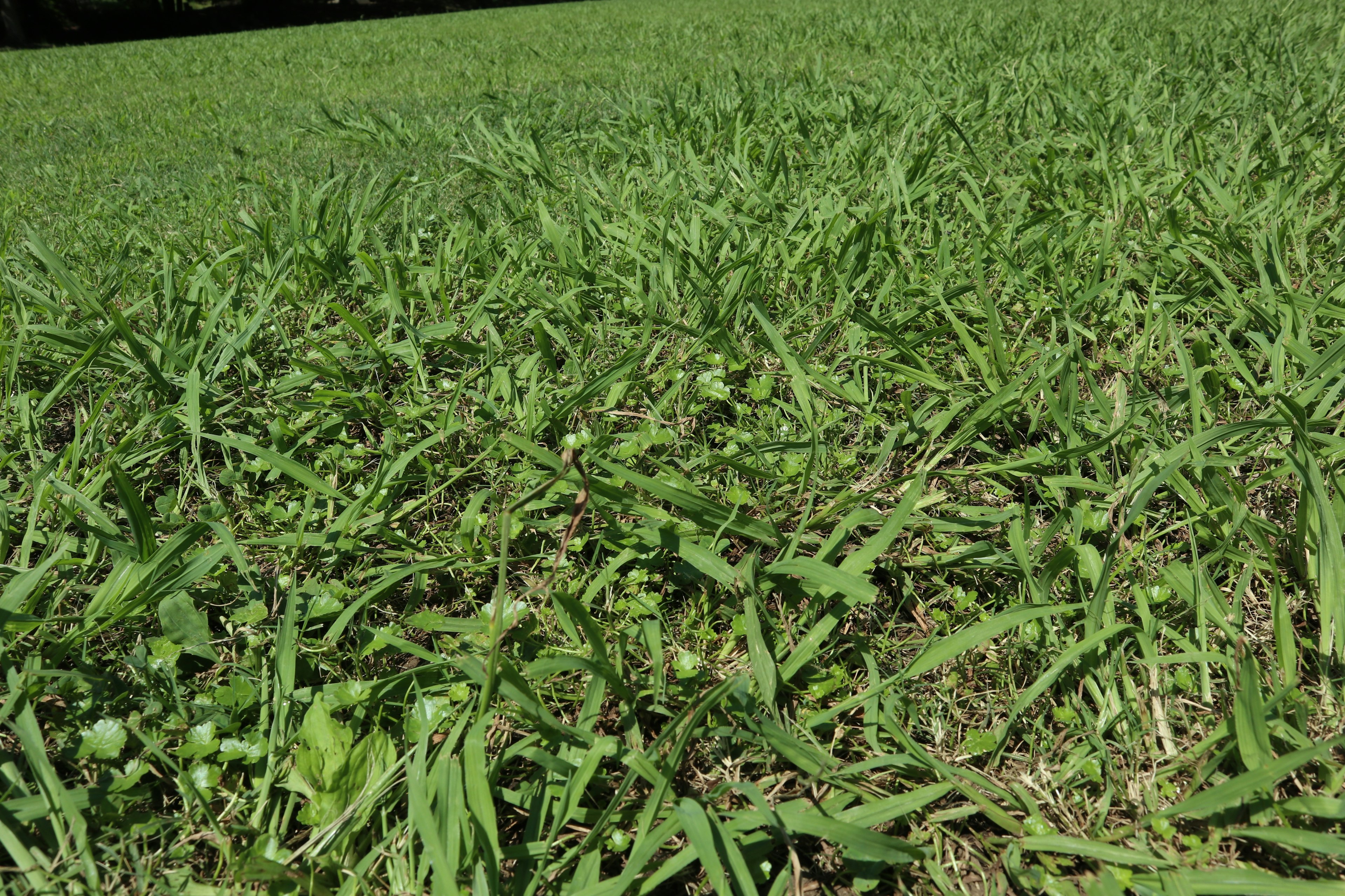 Primo piano di erba verde lussureggiante