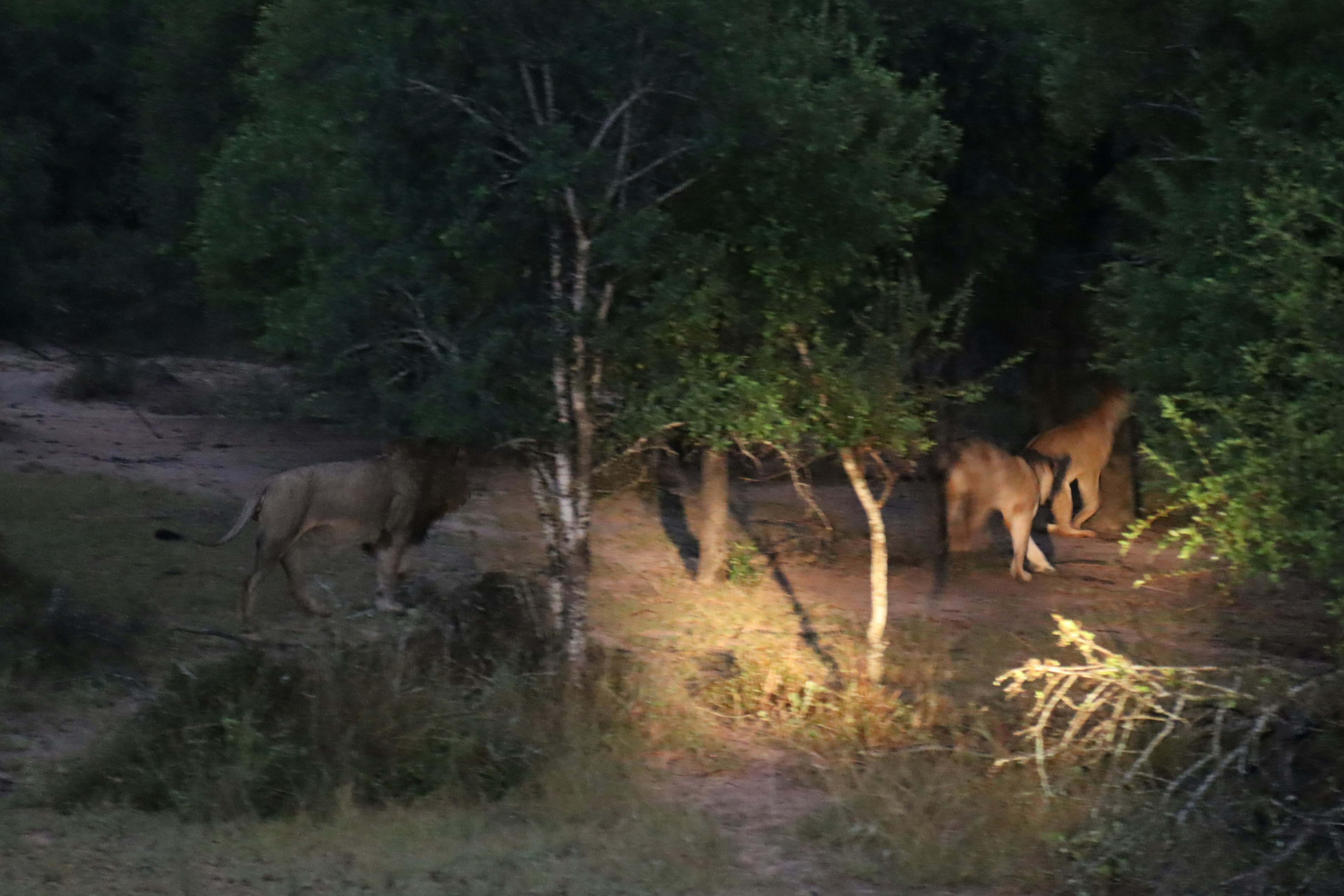 Lions walking through trees in a dark savanna at night