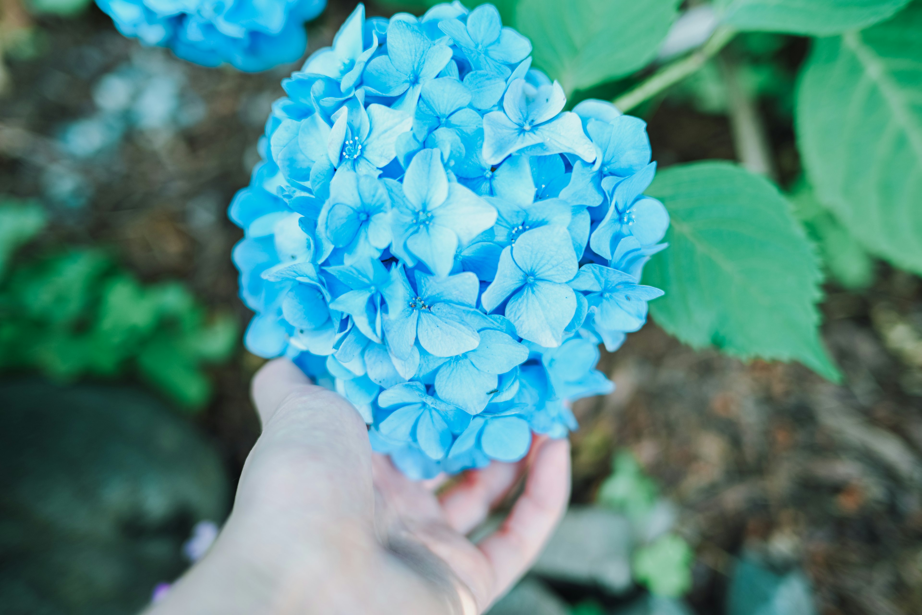 Eine Hand hält eine blaue Hortensie