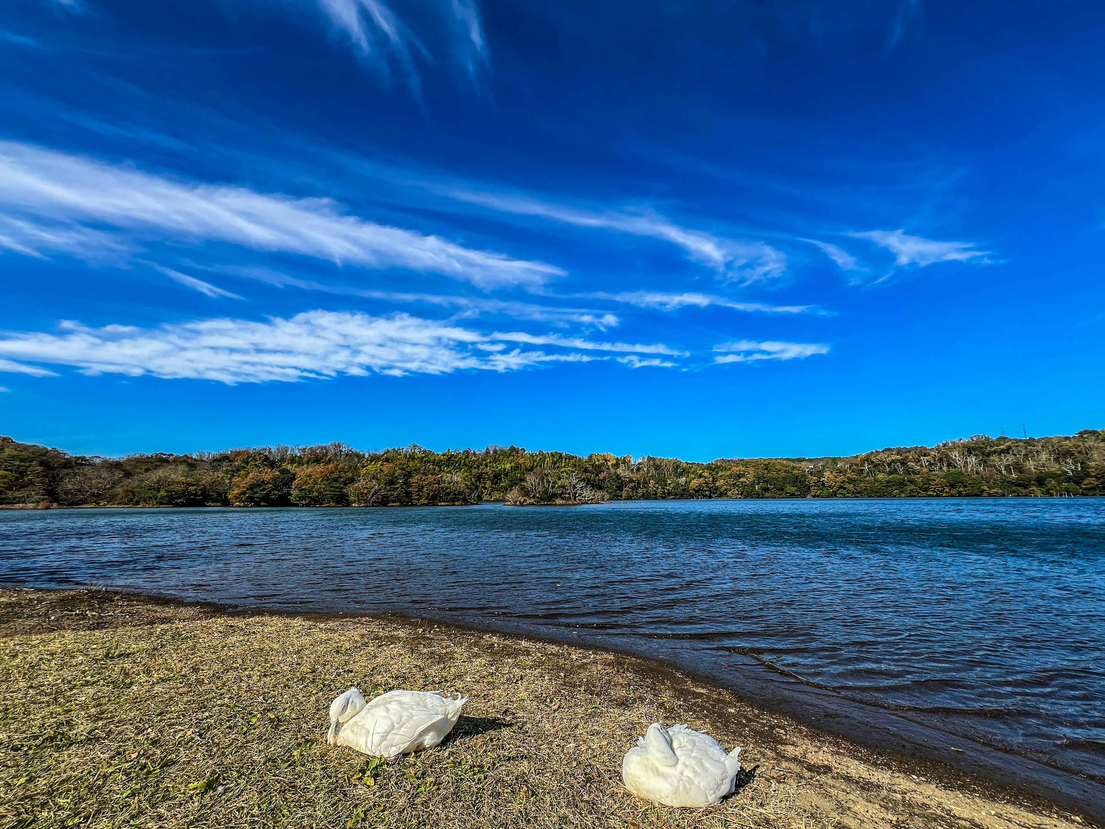 Swans resting by the lakeshore under a blue sky