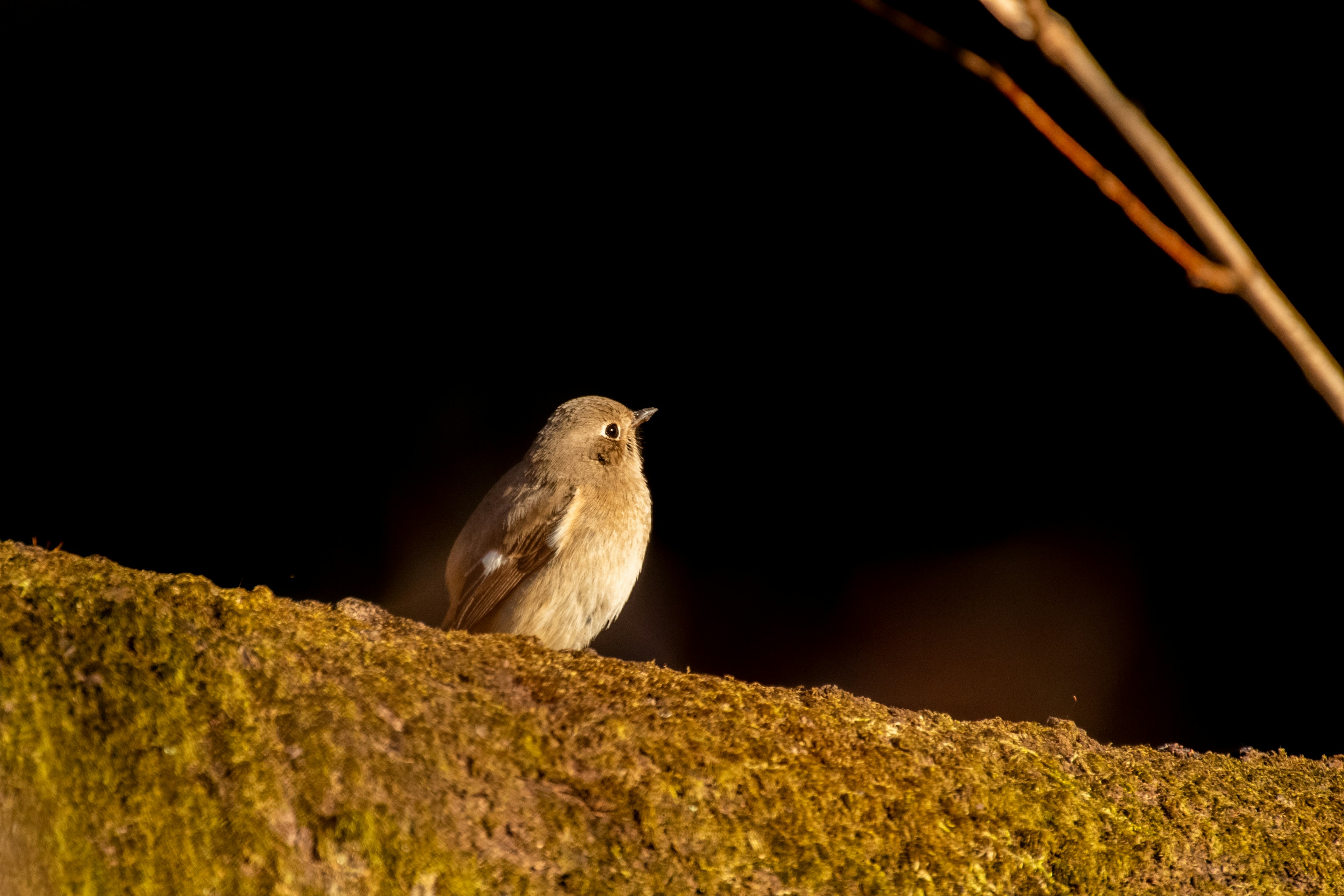 暗い背景に小さな鳥が木の枝に止まっている