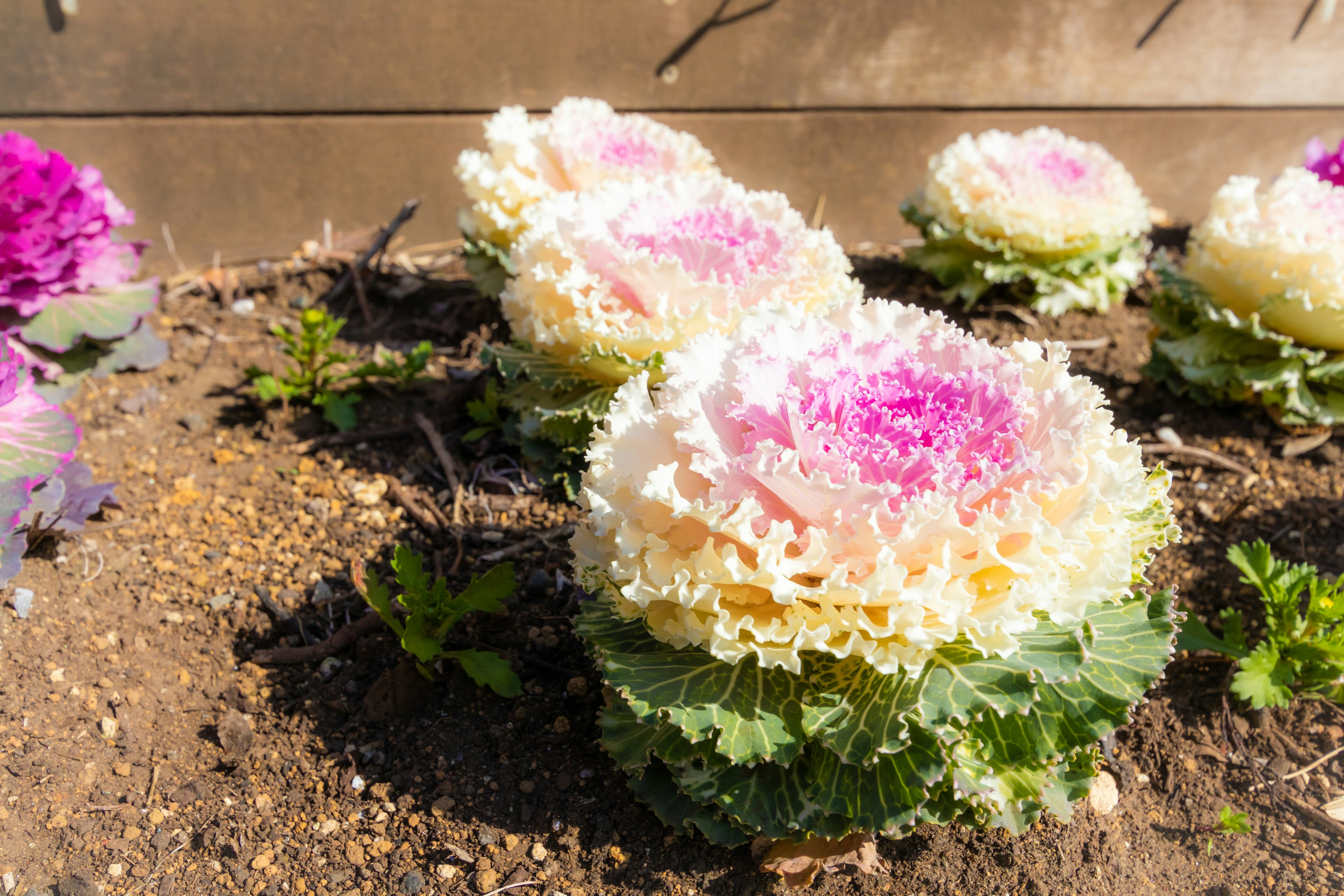 Choux ornementaux colorés disposés dans un jardin