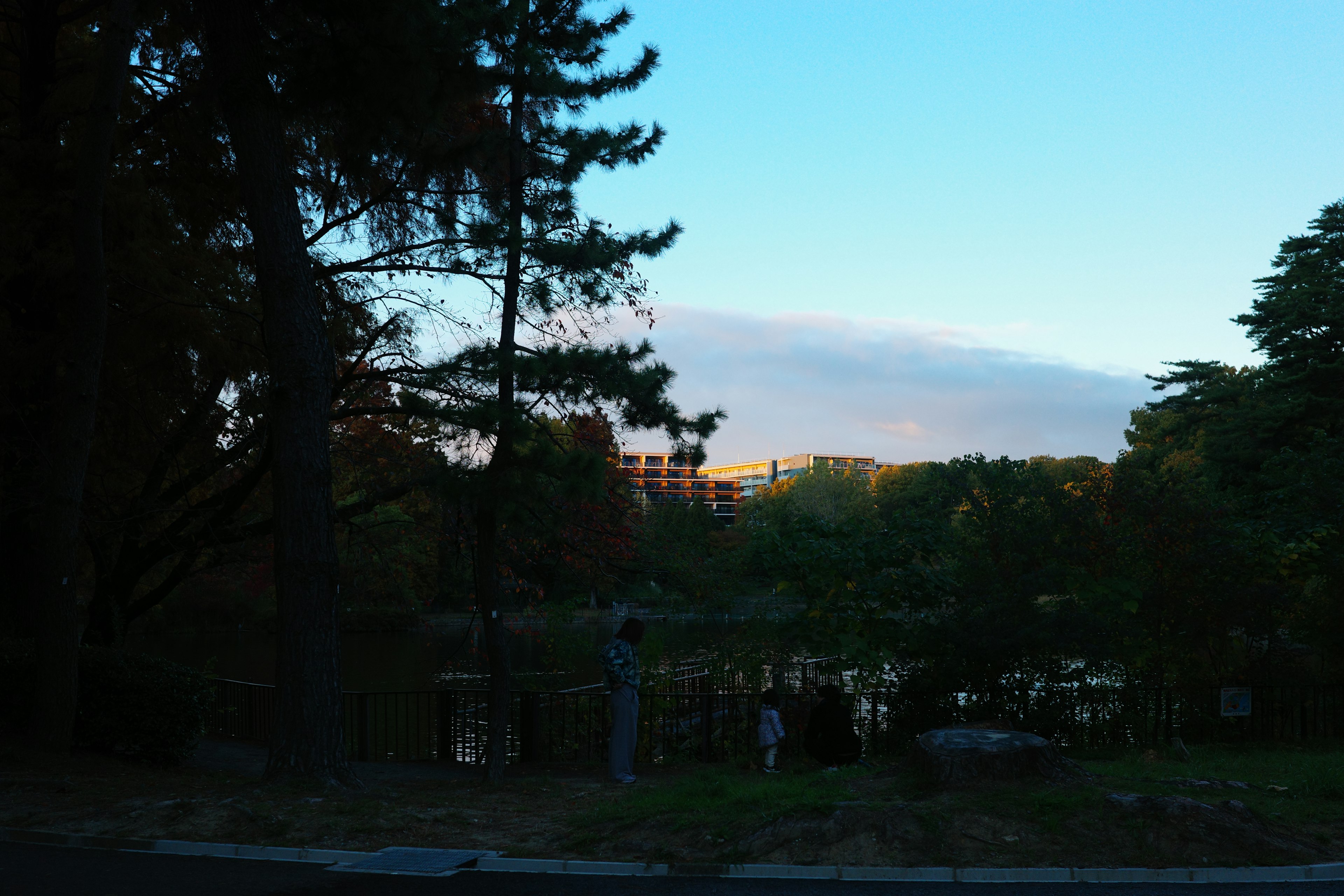 公園の静かな夕暮れの景色 木々と水面が映る