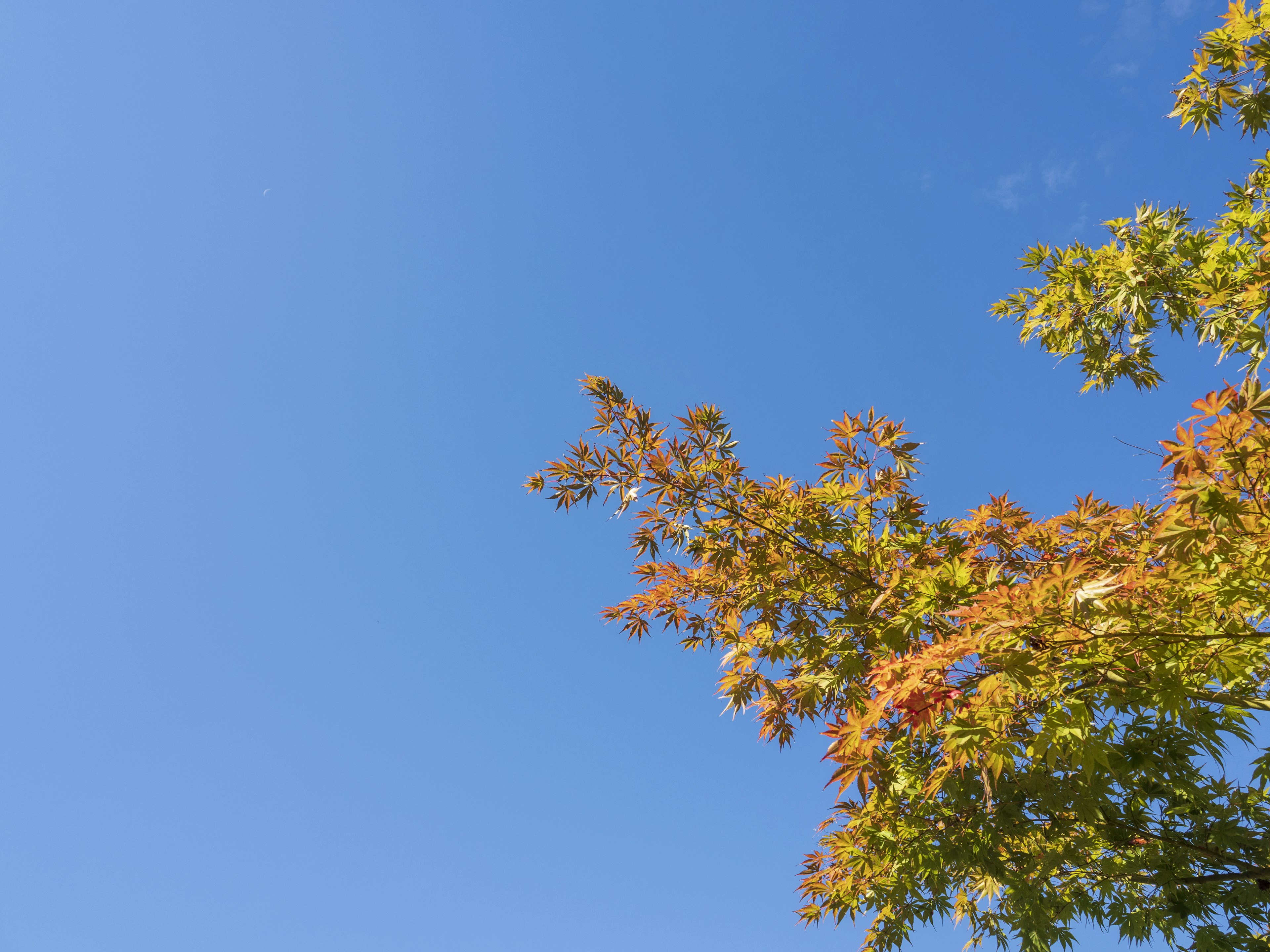 Blue sky with autumn-colored tree leaves