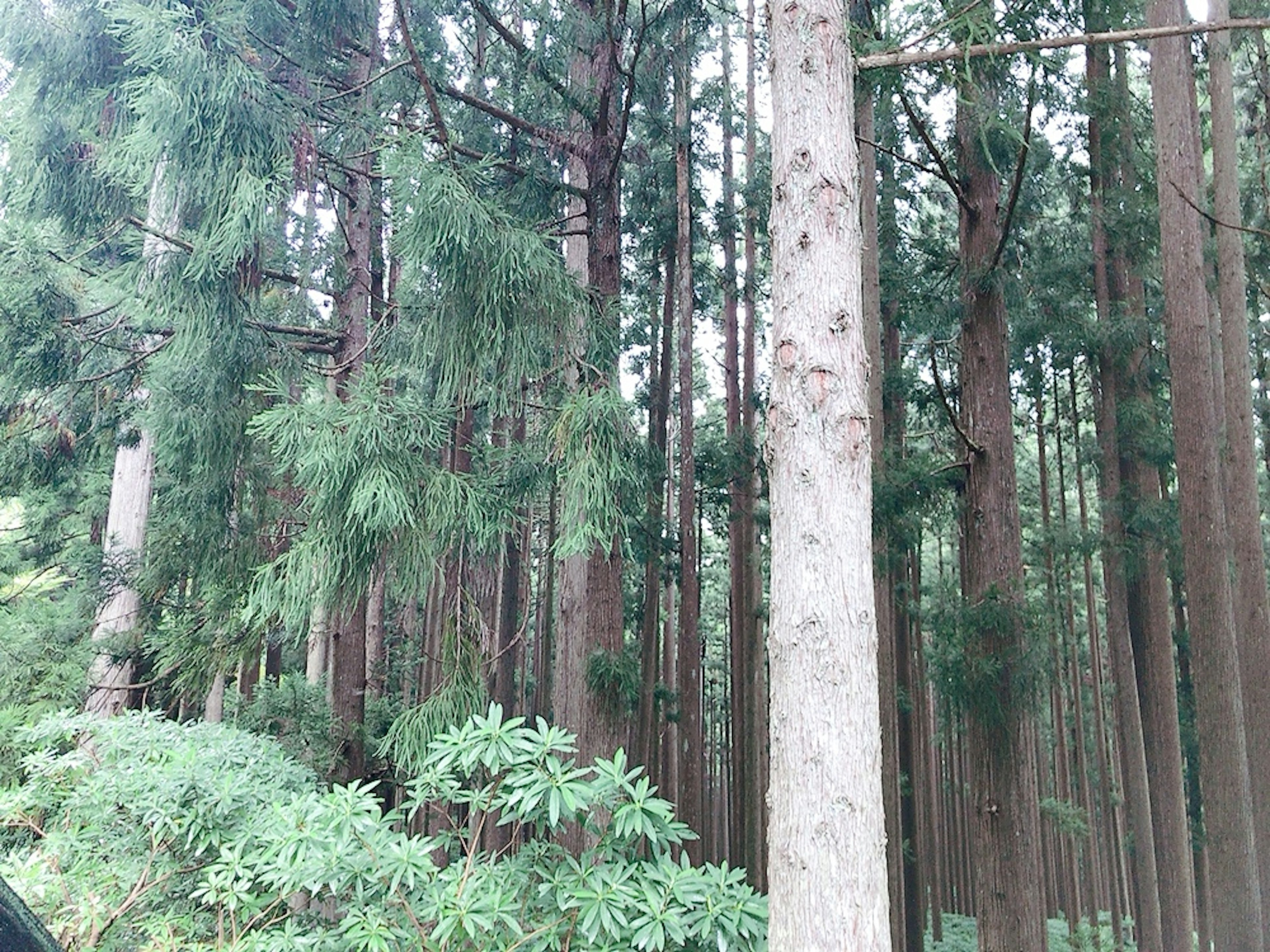 Hohe Bäume und üppiges grünes Laub in einem Wald