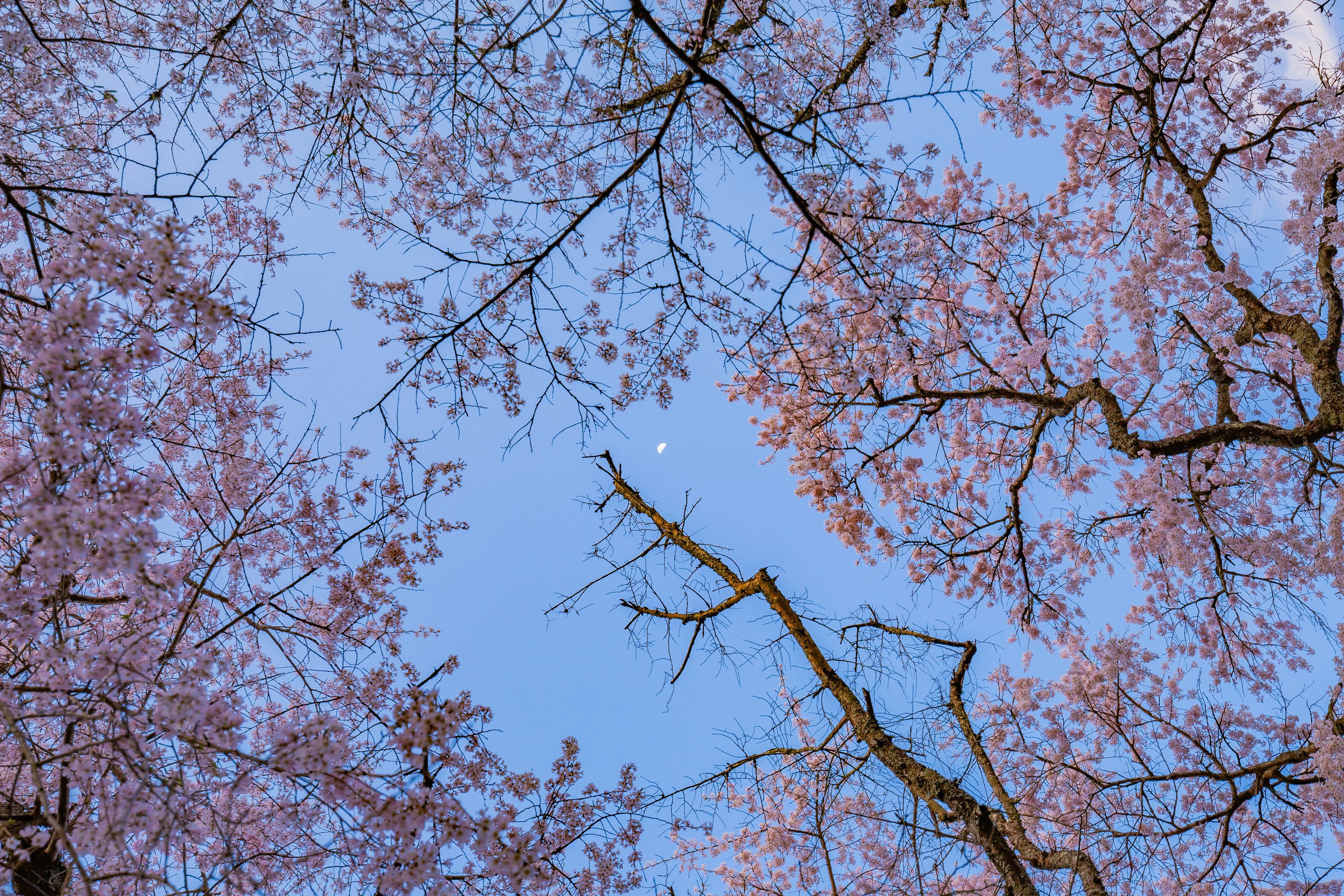 Bellissima vista di fiori e rami di ciliegio contro un cielo blu