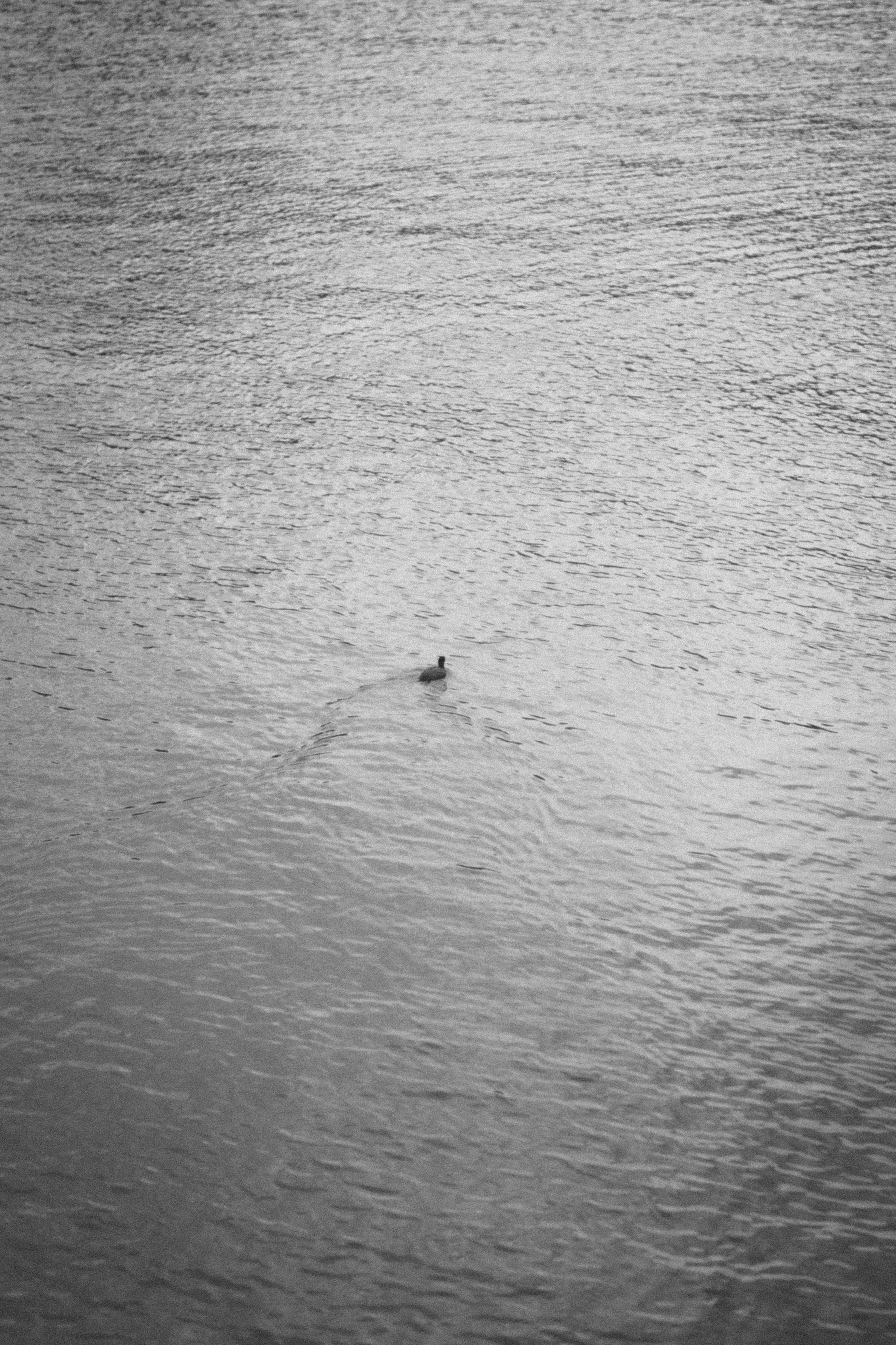 A monochrome image of a bird floating on the water surface