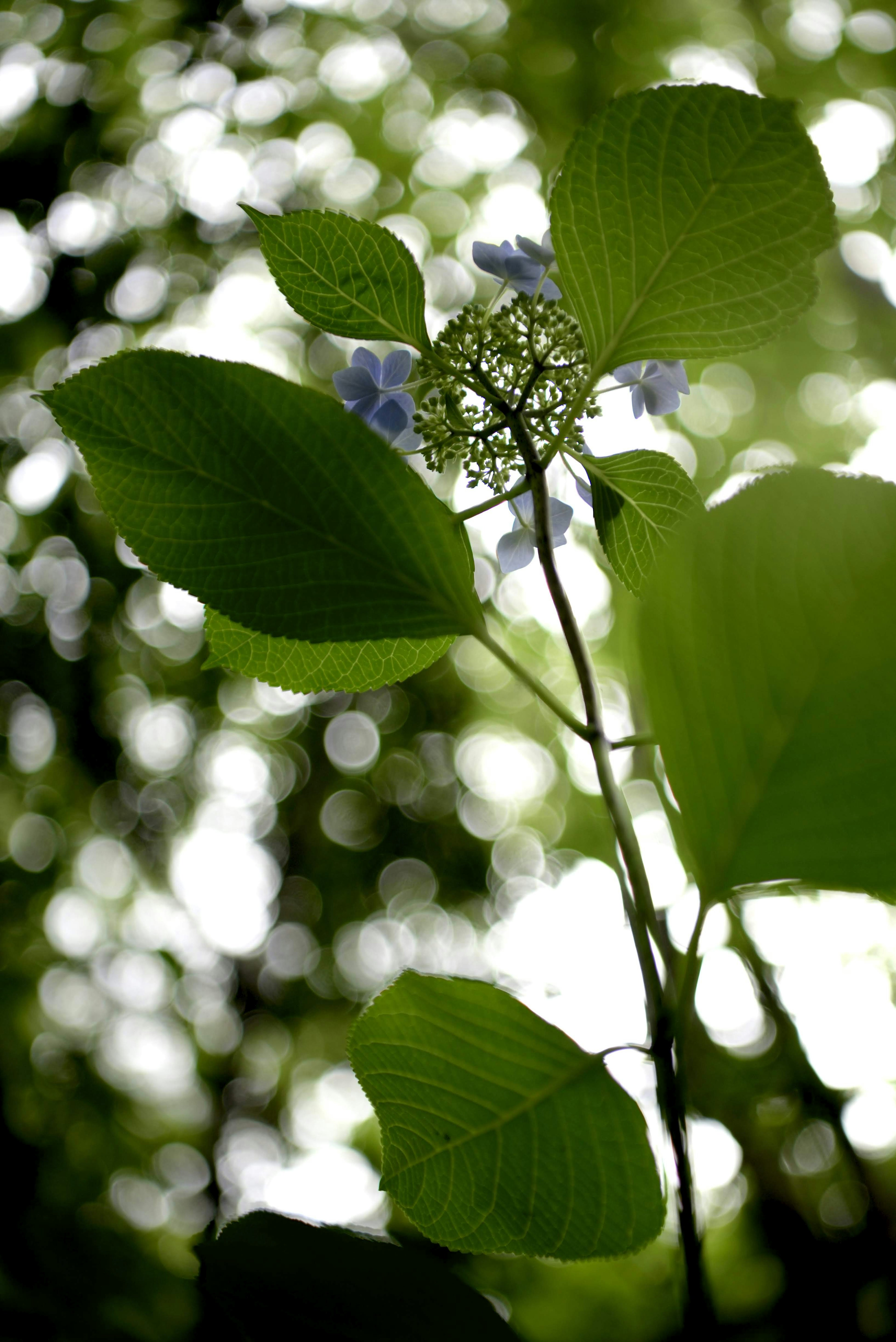 緑の葉と青い花がある植物が薄暗い背景で上向きに成長している