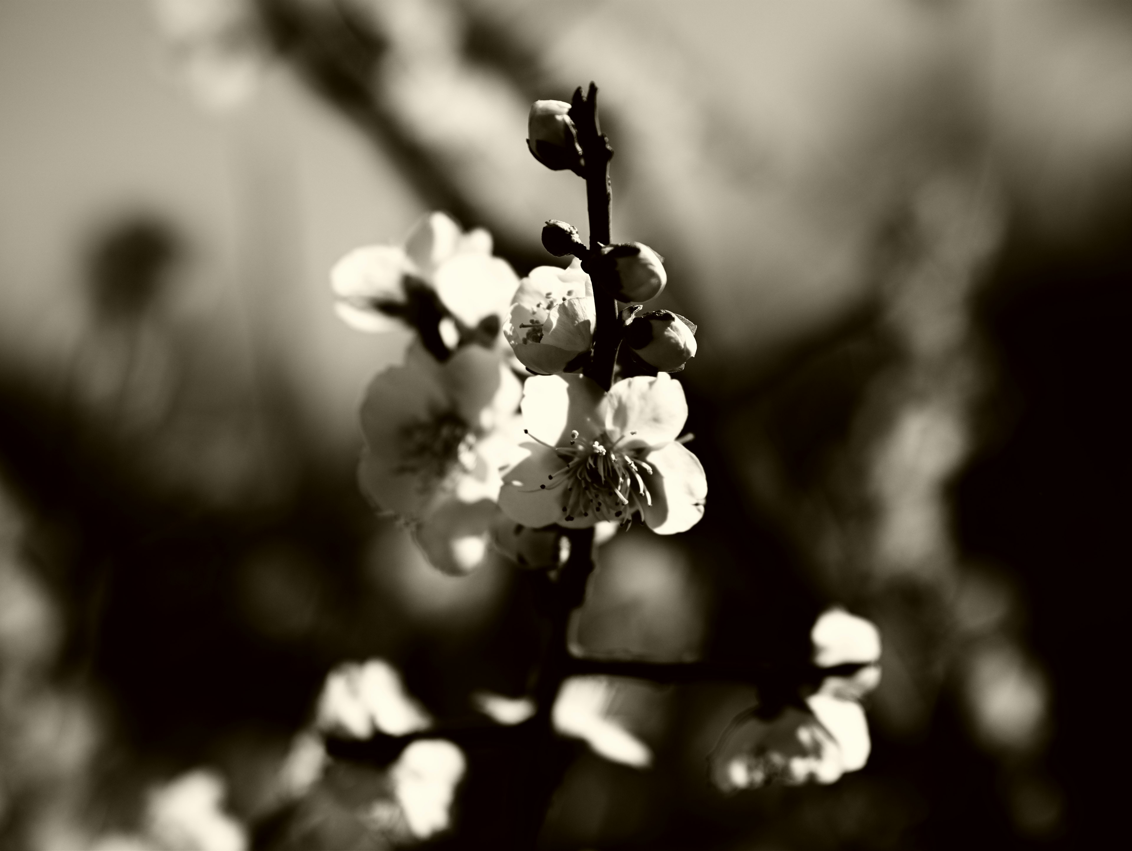 Gros plan d'une branche avec des fleurs blanches en noir et blanc