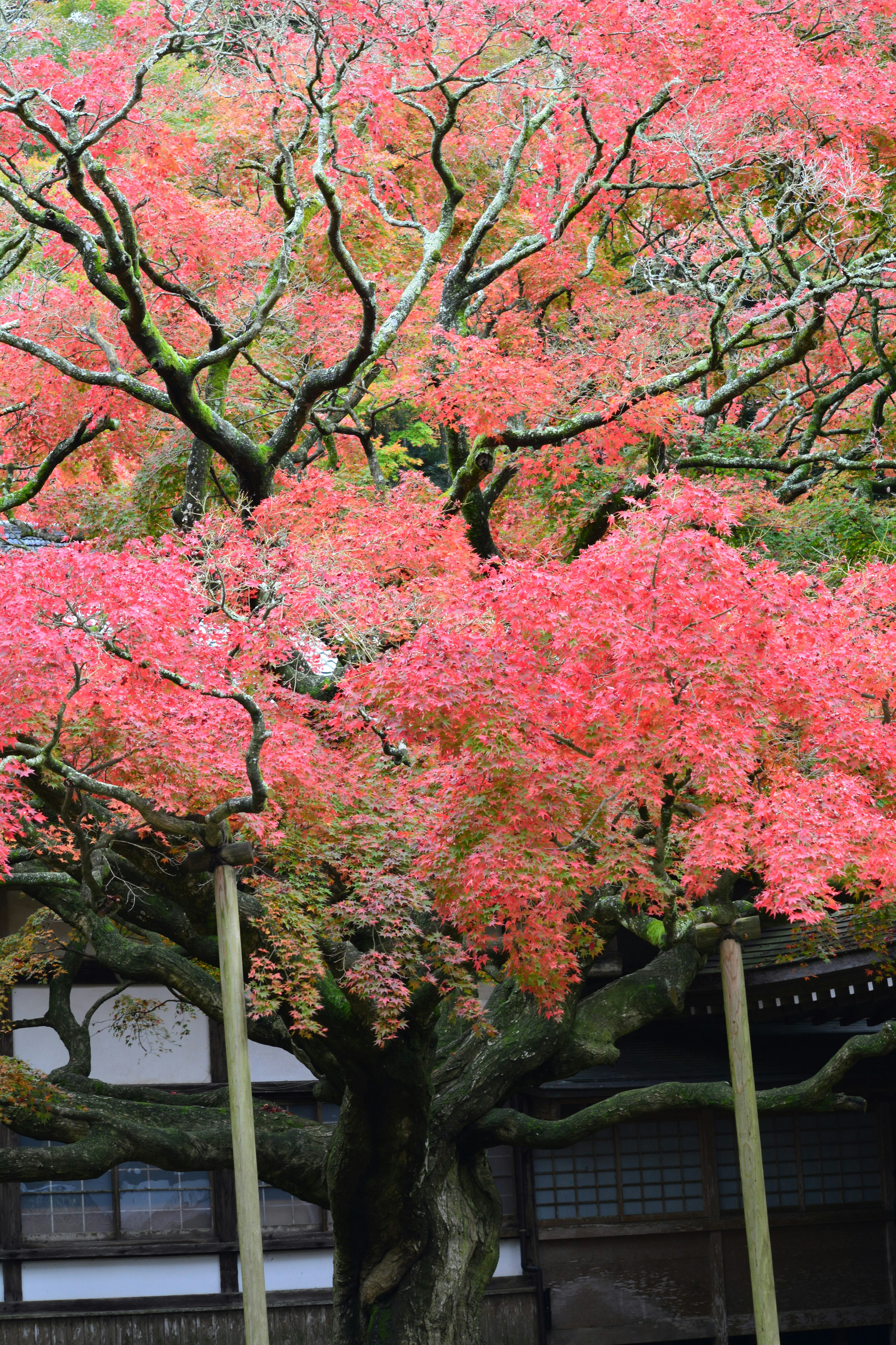 Primo piano di un grande albero con bellissime foglie rosa