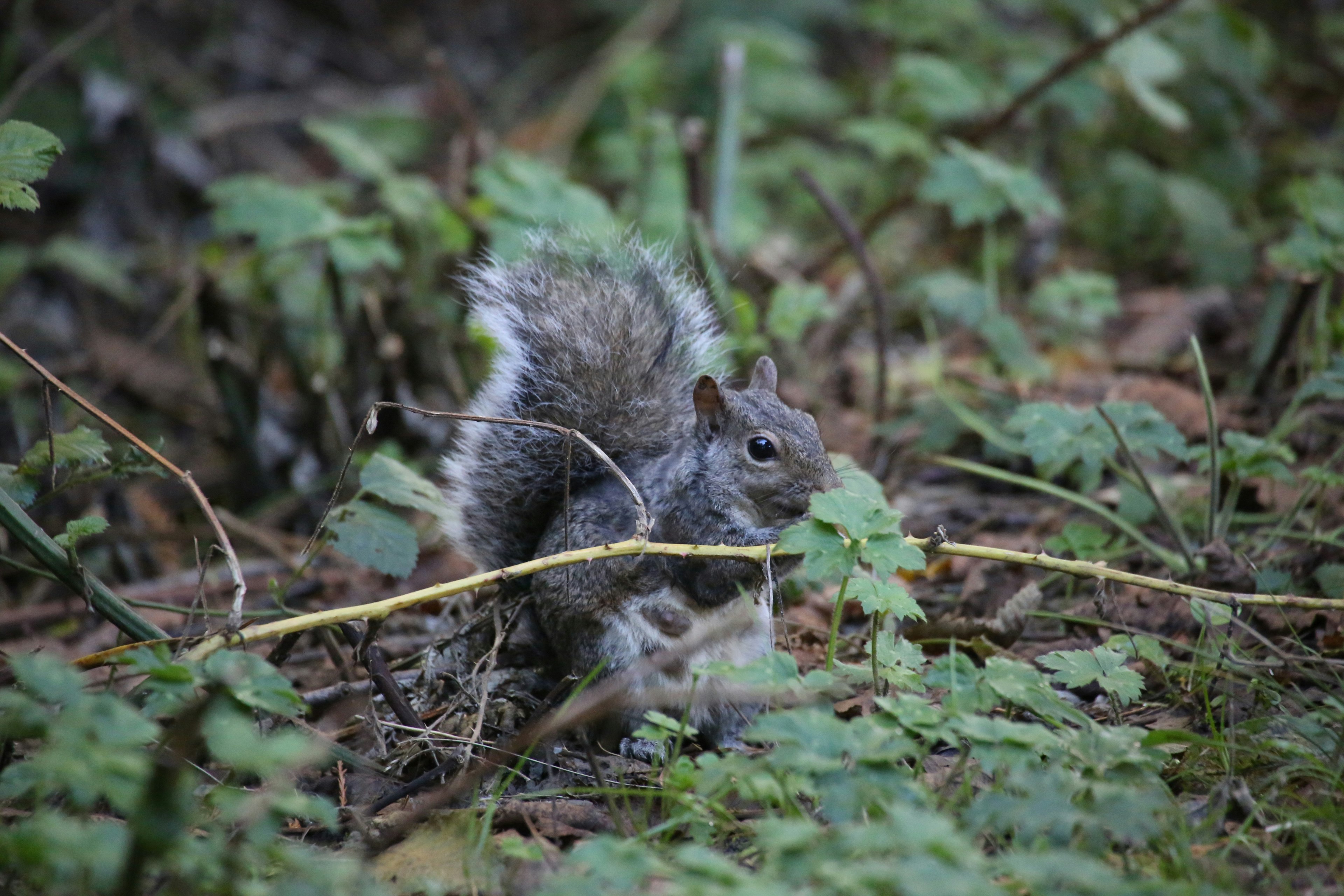 Squirrel di antara daun di lingkungan hutan