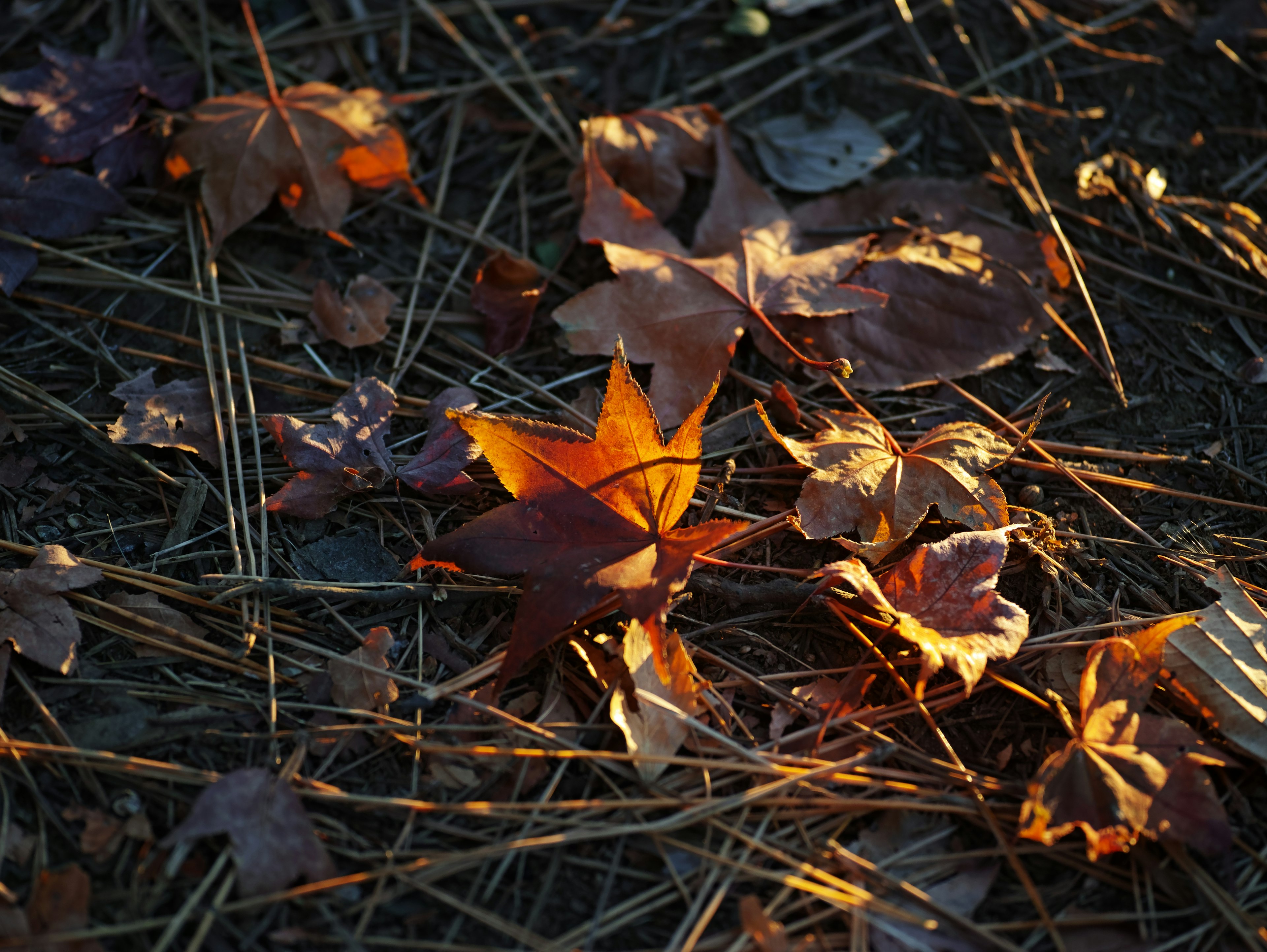 Herbstblätter, die auf dem Boden verstreut sind, beleuchtet vom Licht der Abenddämmerung