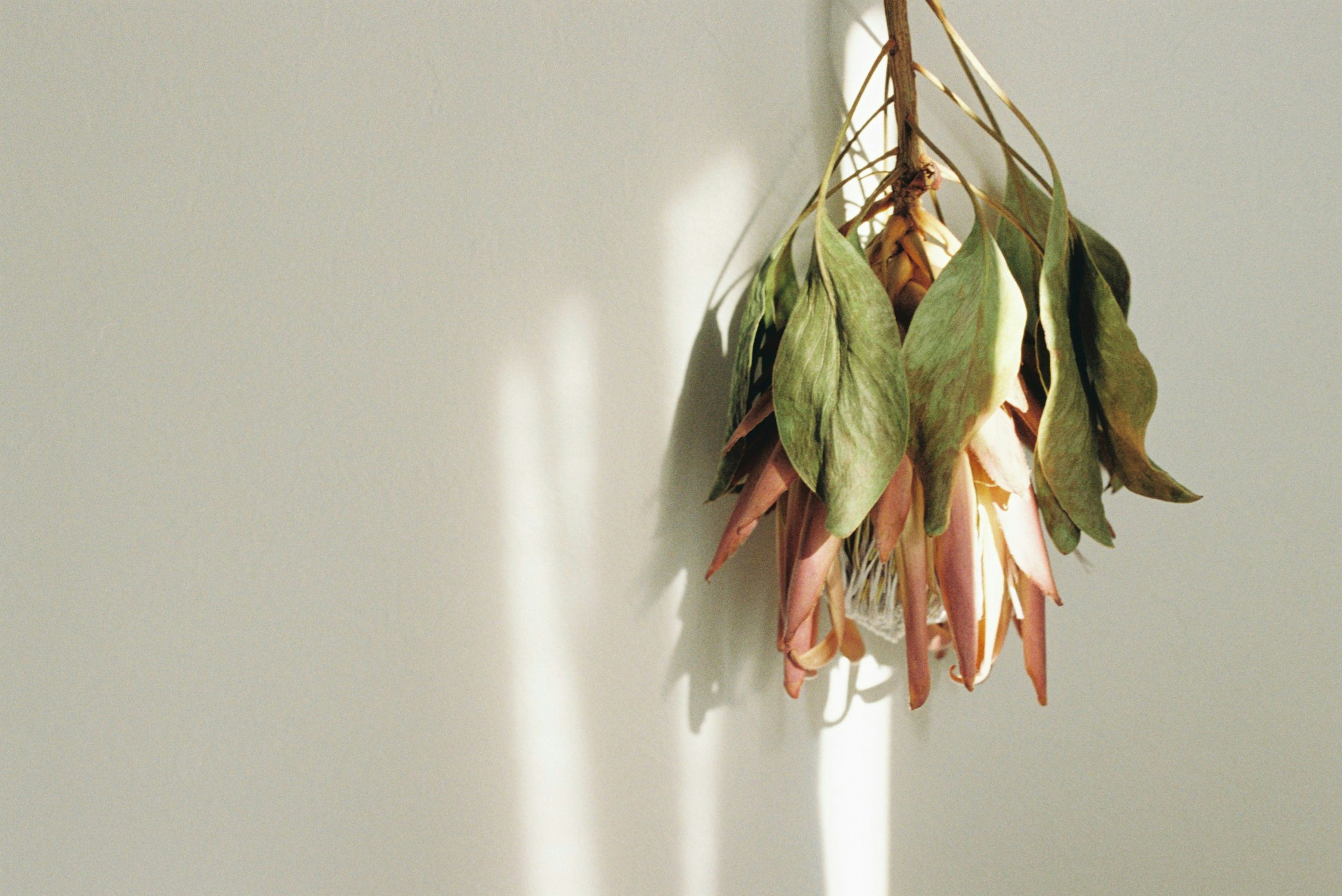 Dried flower bouquet hanging against a wall featuring green and pink petals