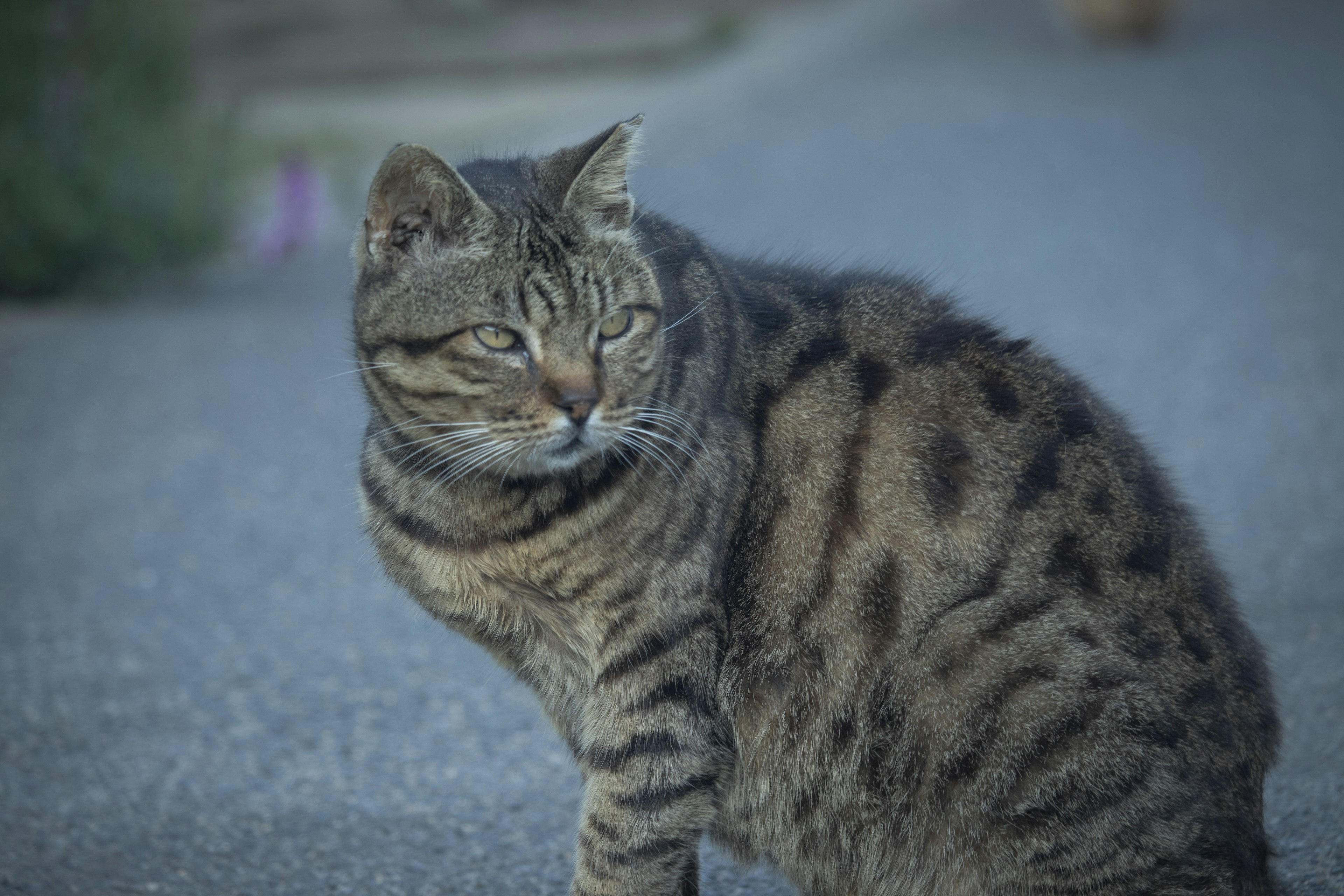 Eine gefleckte Katze sitzt auf der Straße