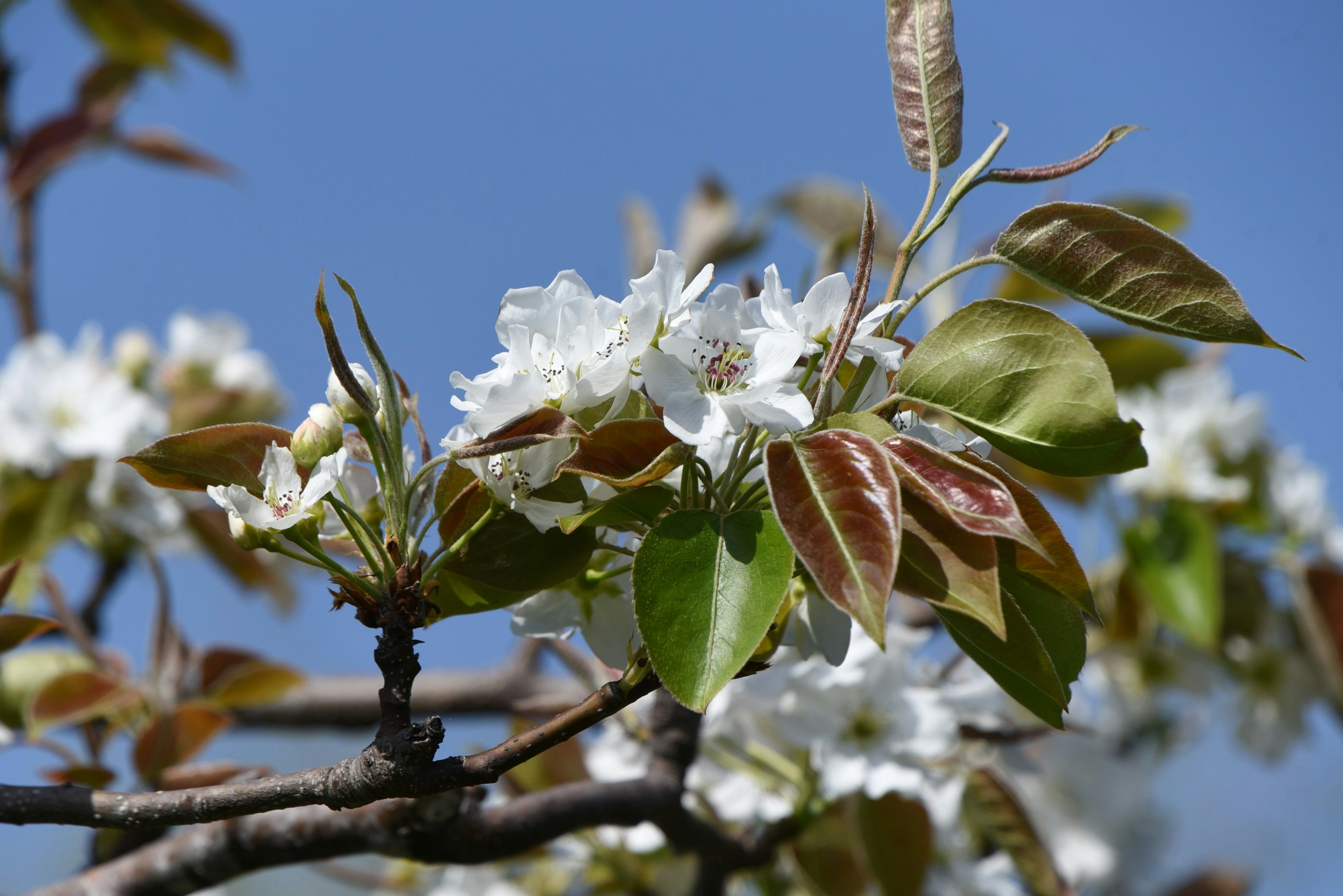 Zweig mit weißen Blüten und grünen Blättern unter einem blauen Himmel