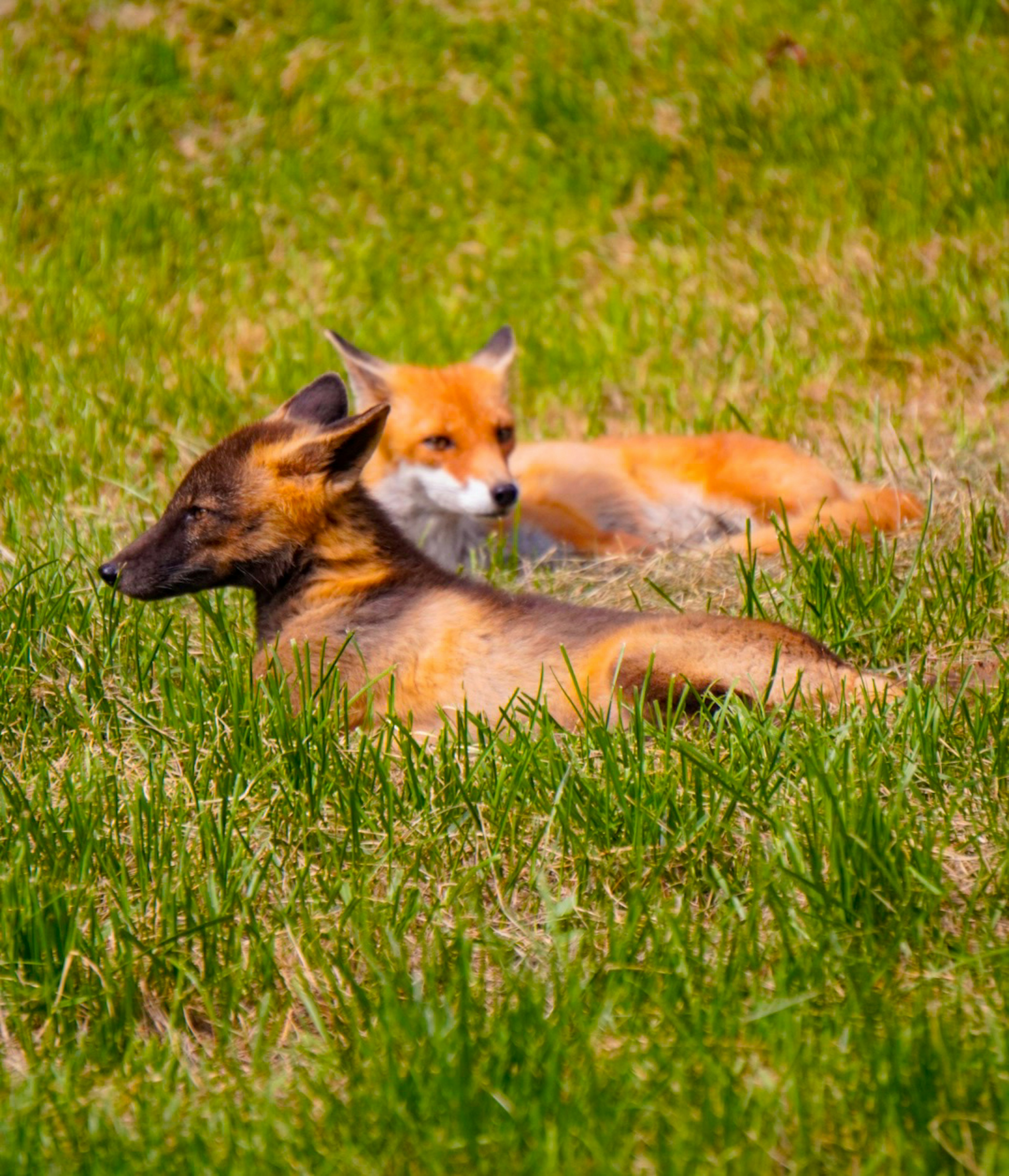 Deux renards se reposant sur de l'herbe verte