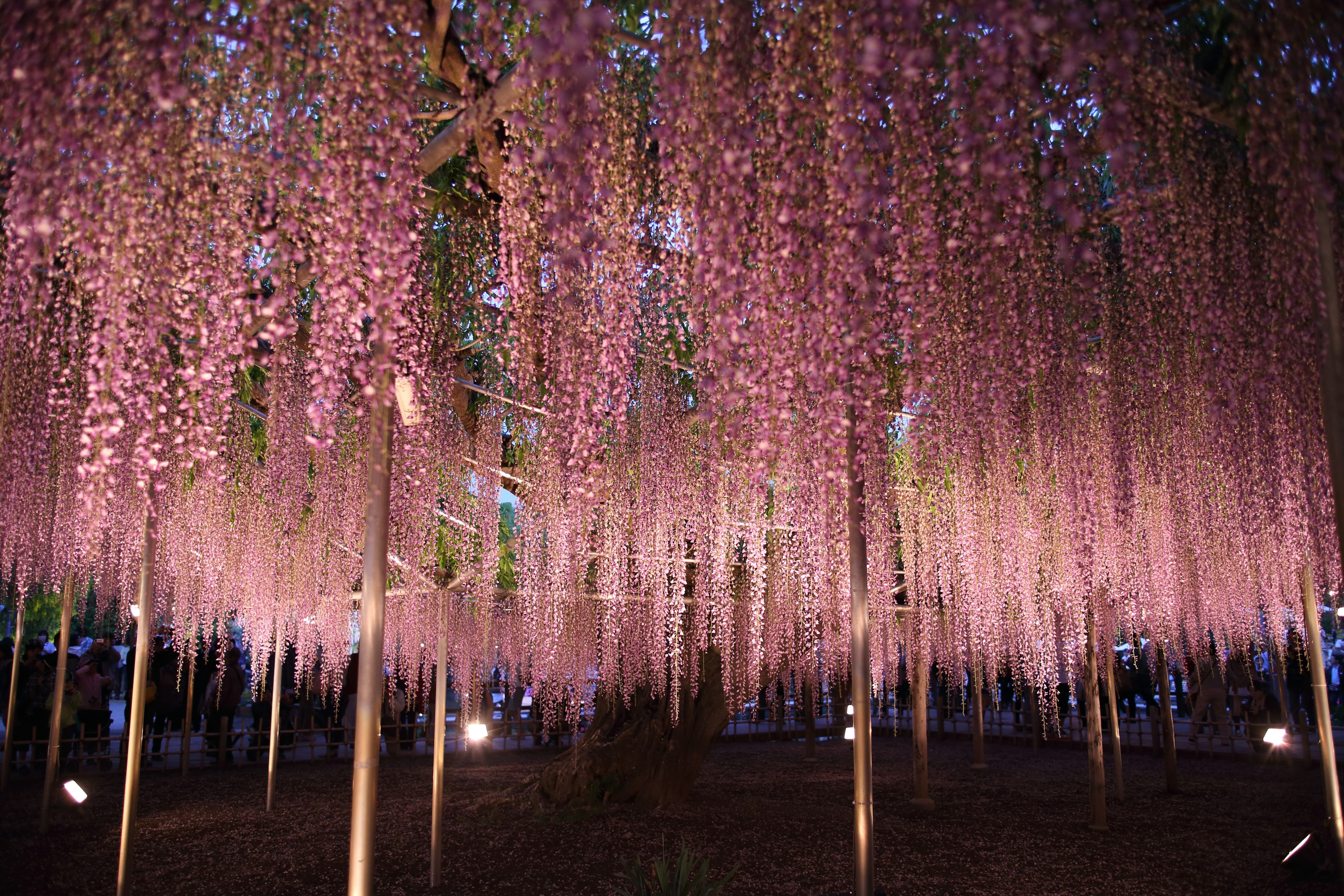 Scène magnifique de fleurs de glycine violettes en cascade