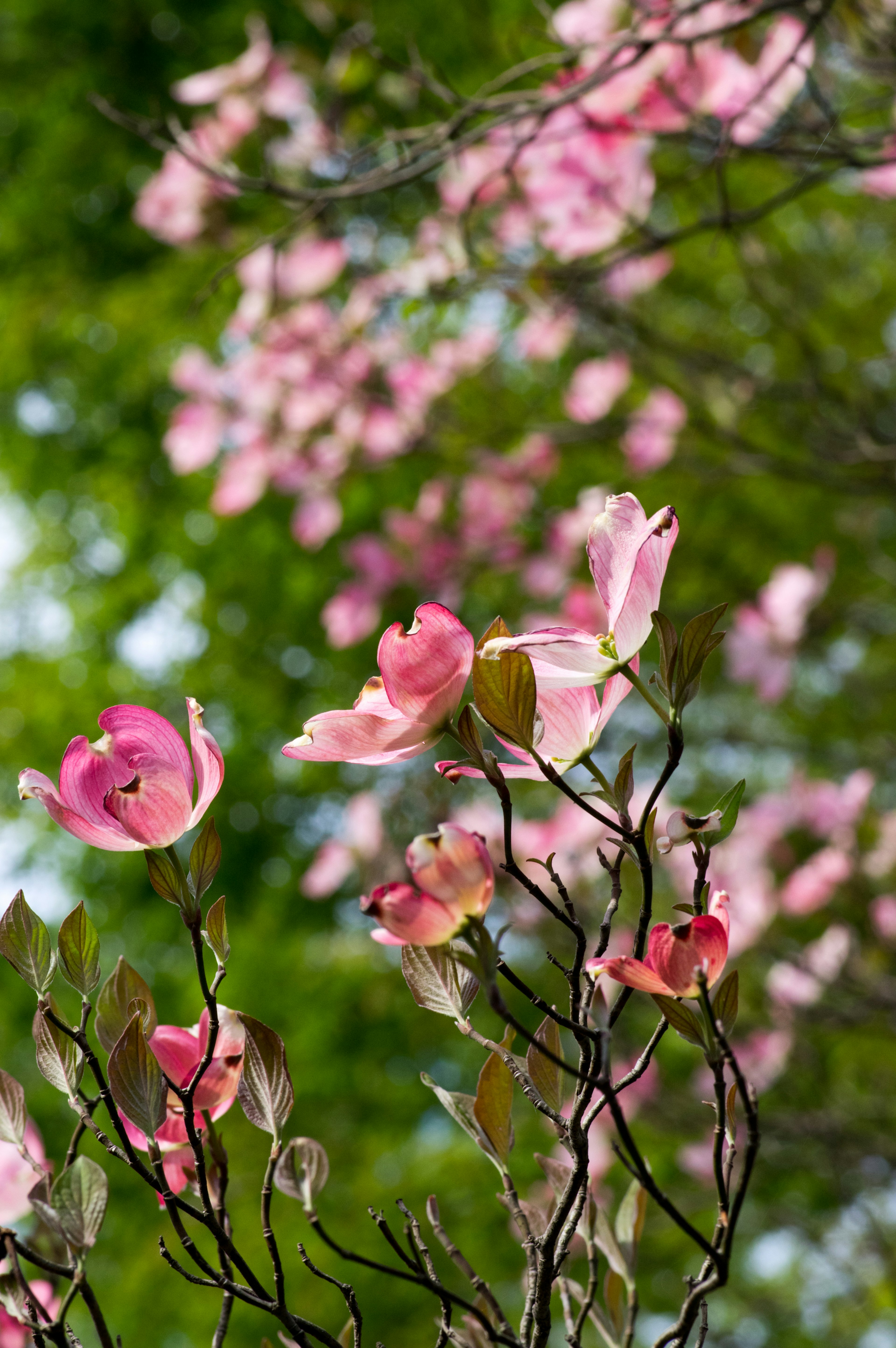 Branches d'un arbre en fleurs avec des fleurs roses douces sur fond vert