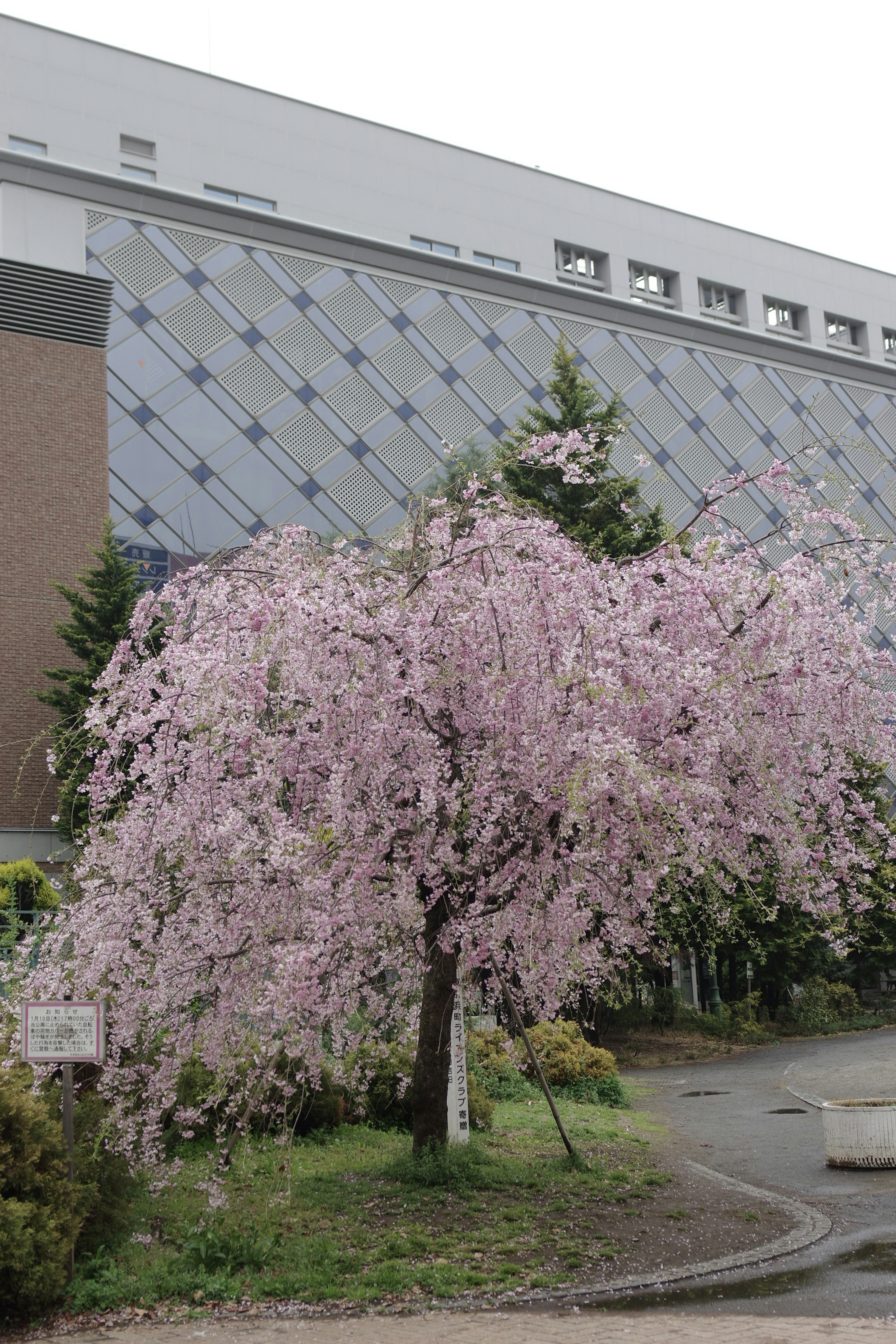 薄いピンクの花が咲く枝垂れ桜と現代的な建物の背景