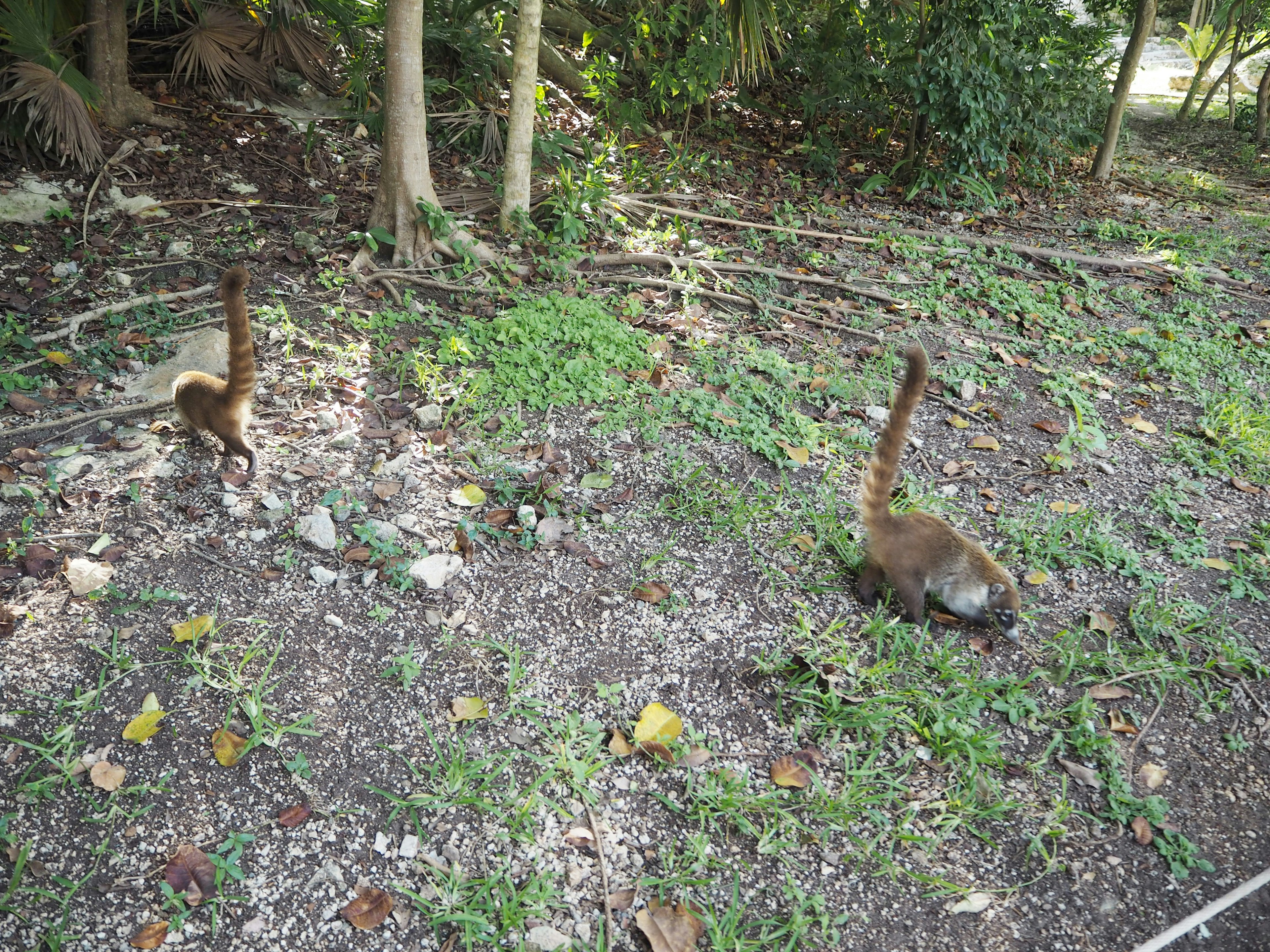 Two animals walking on the ground among green grass and trees