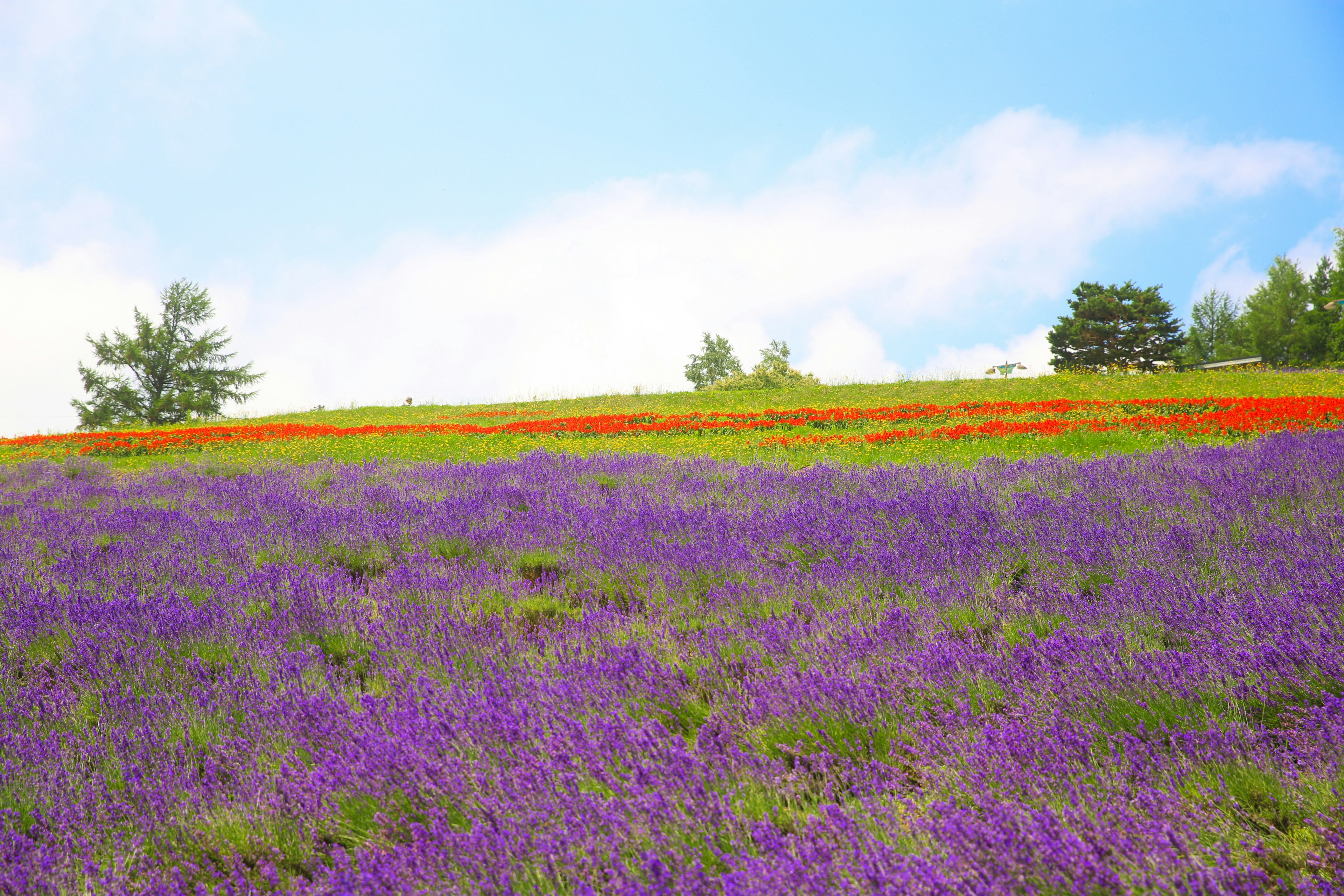 Vibrant hillside covered in purple and red flowers against a blue sky