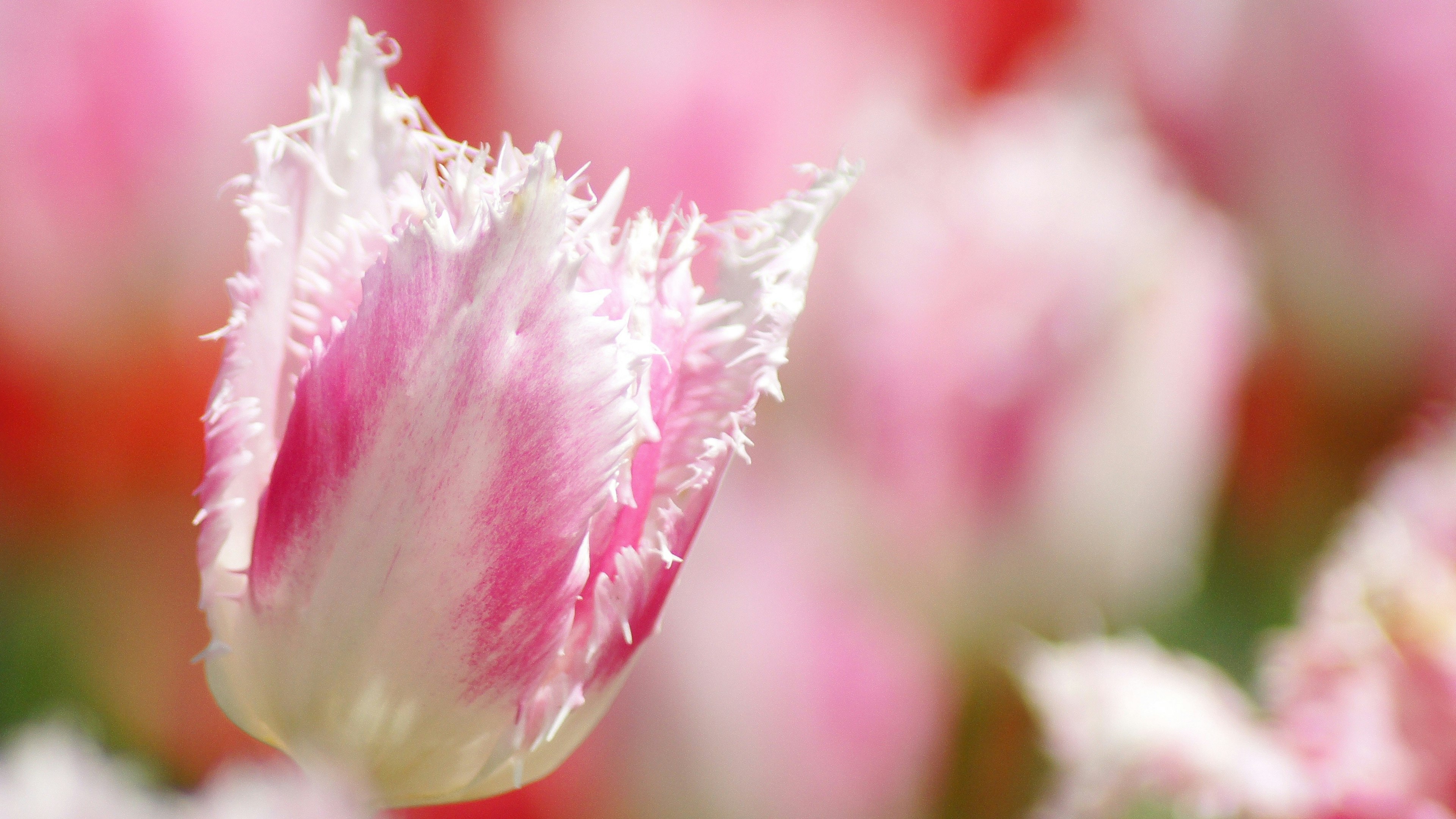 Primer plano de un tulipán fringido rosa