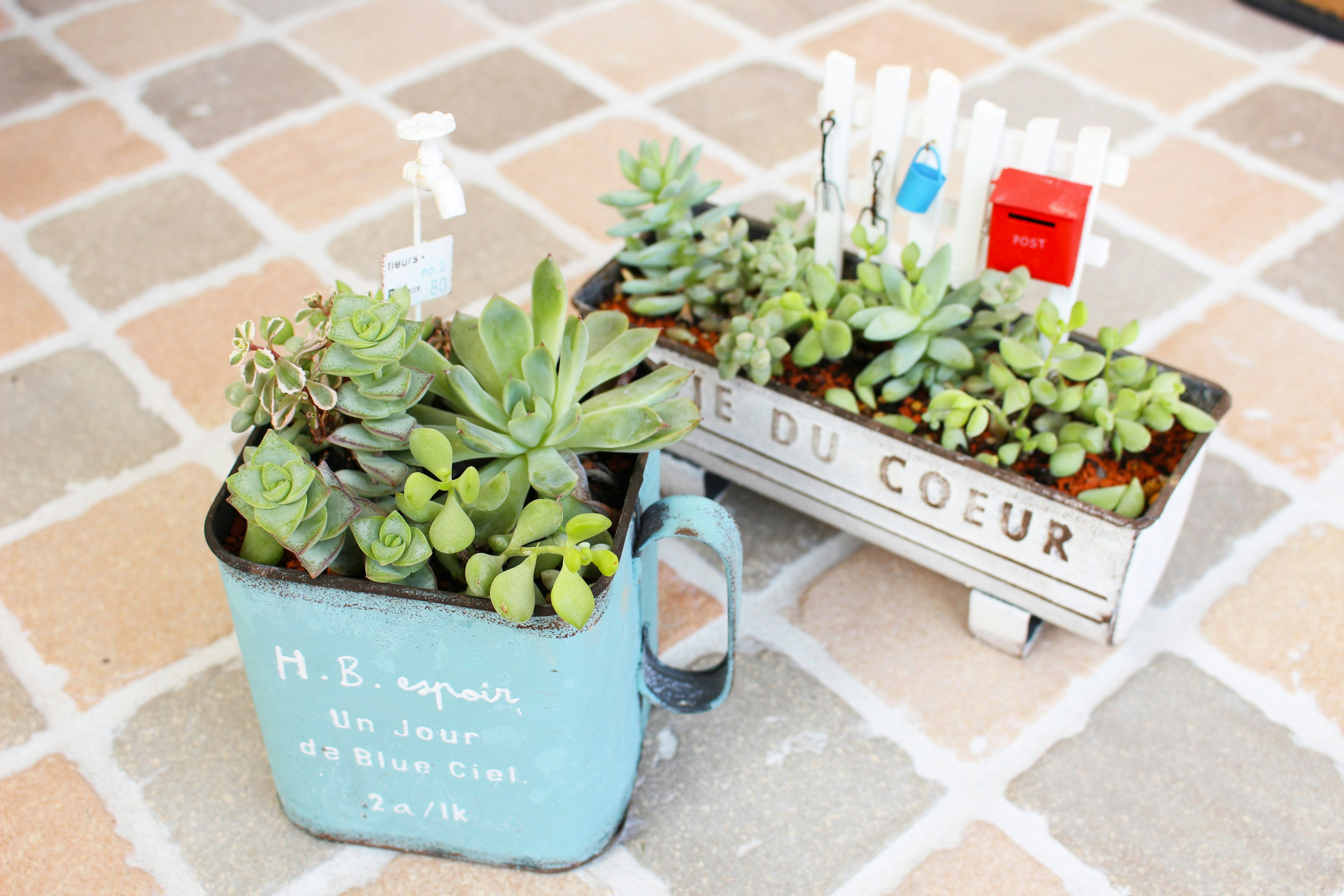 Arrangement de succulentes dans un pot bleu et un pot blanc