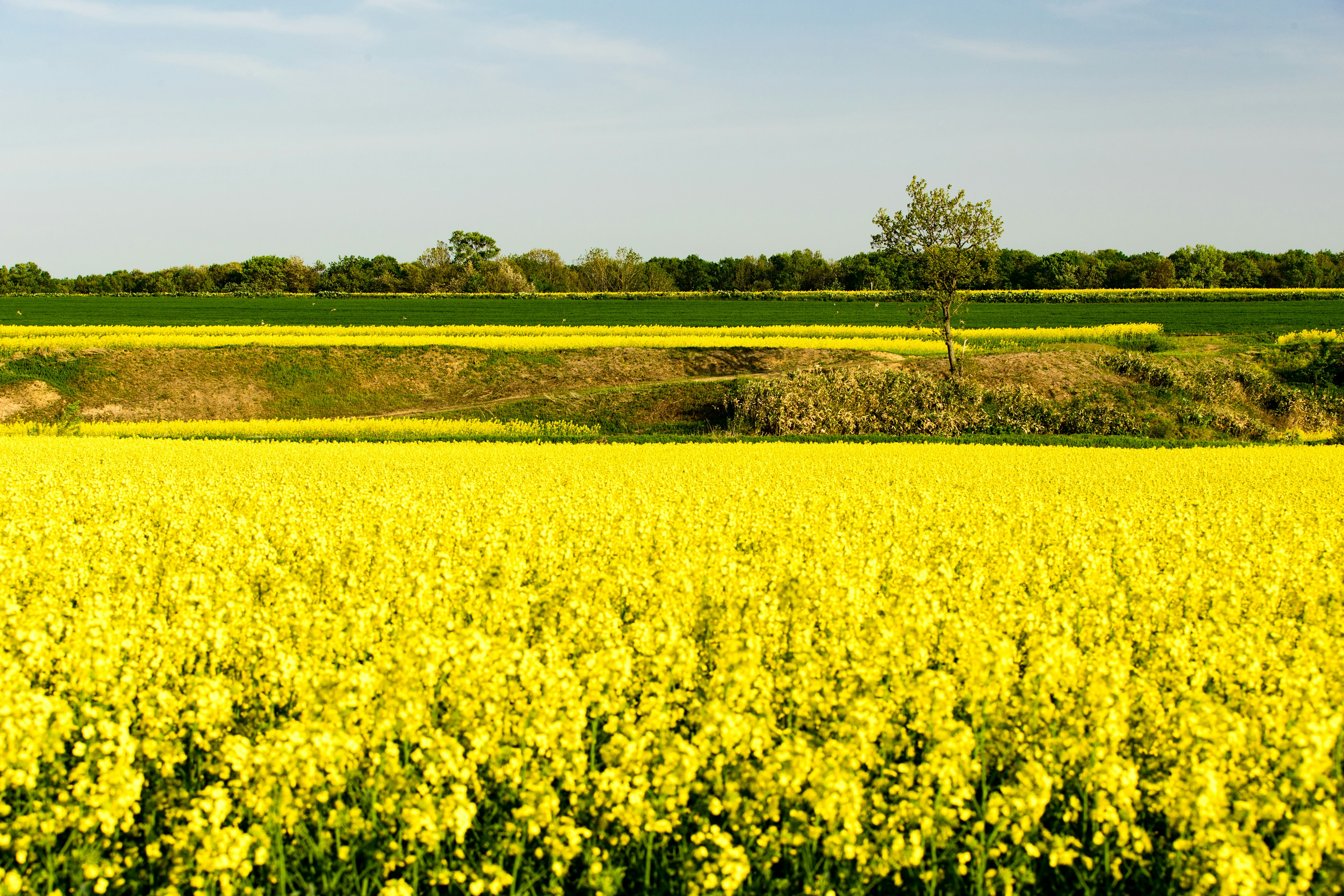 Expansive field of yellow rapeseed flowers with a green landscape