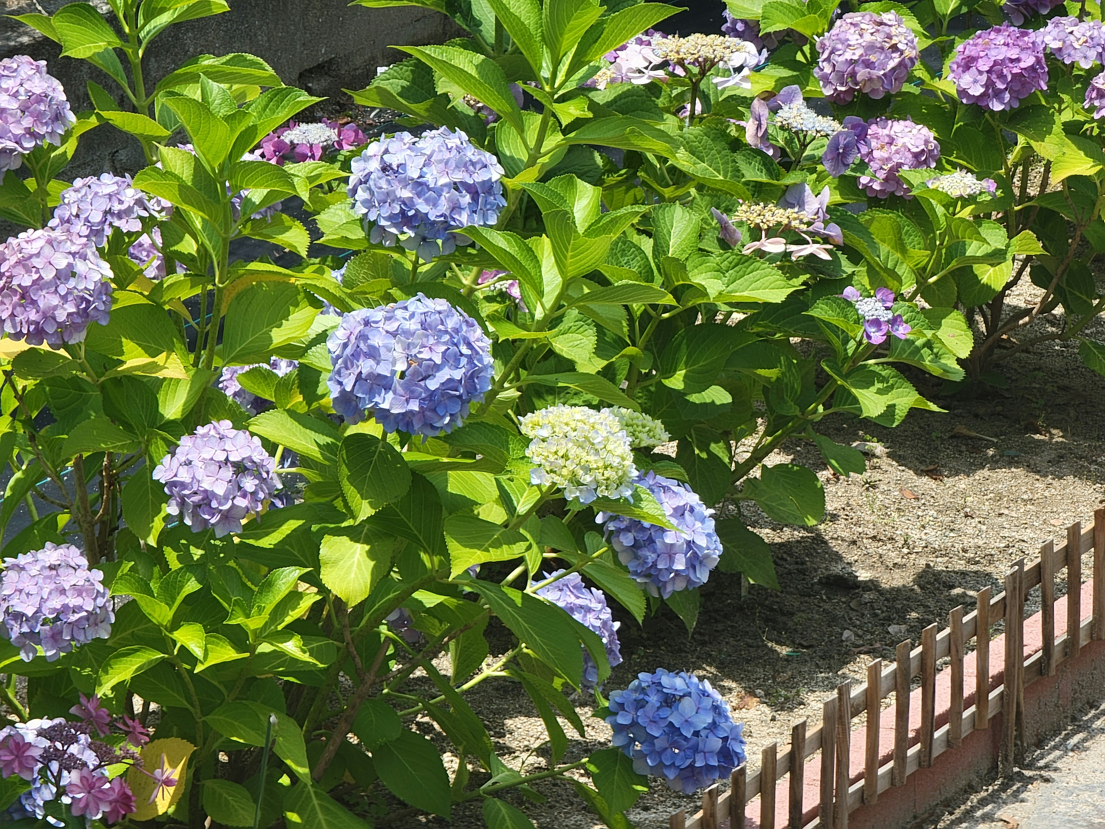 Colorful hydrangeas blooming in a garden