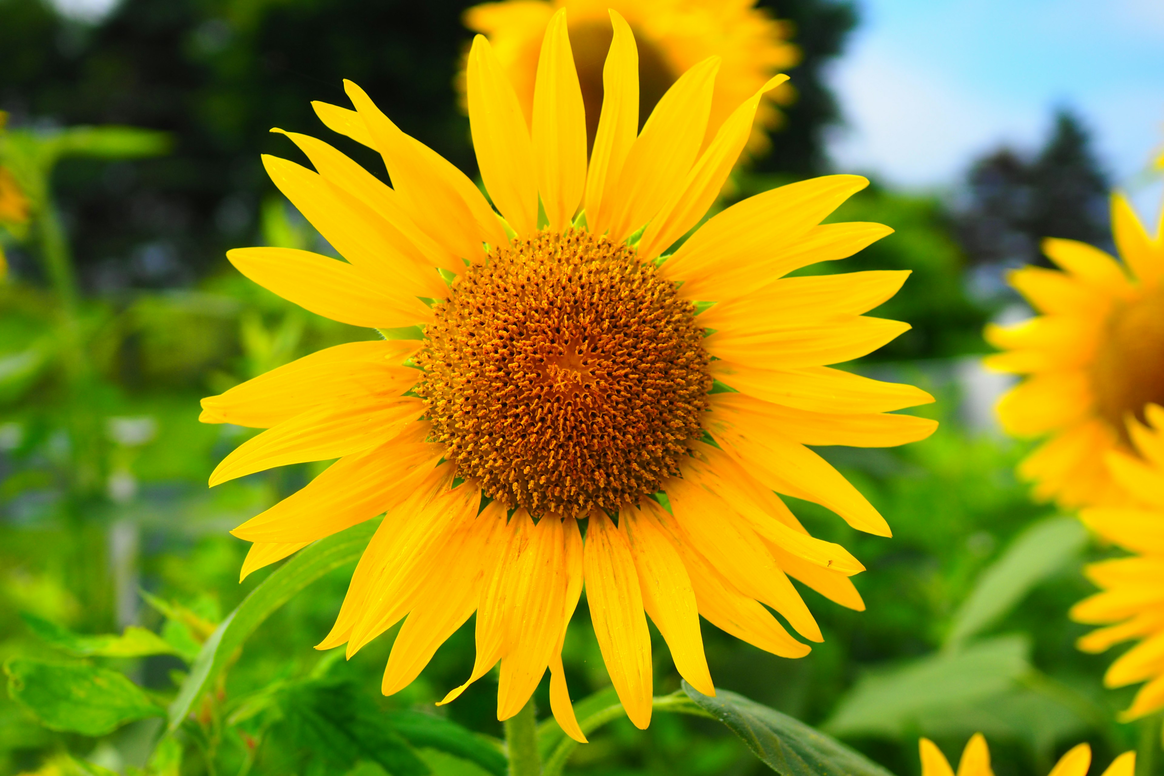 Helle Sonnenblume blüht unter einem blauen Himmel