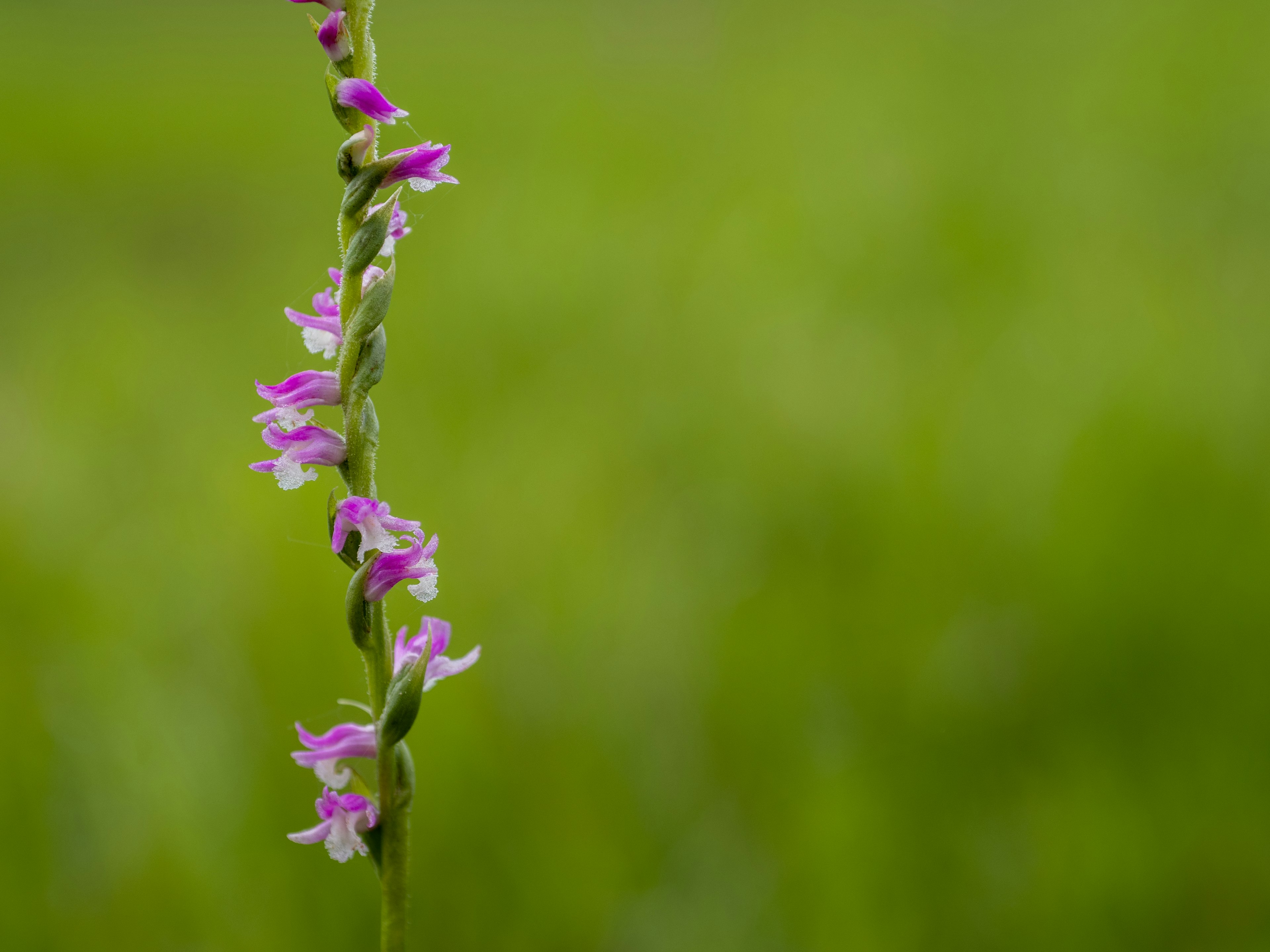 Ein schlanker Stängel mit lila Blüten vor grünem Hintergrund