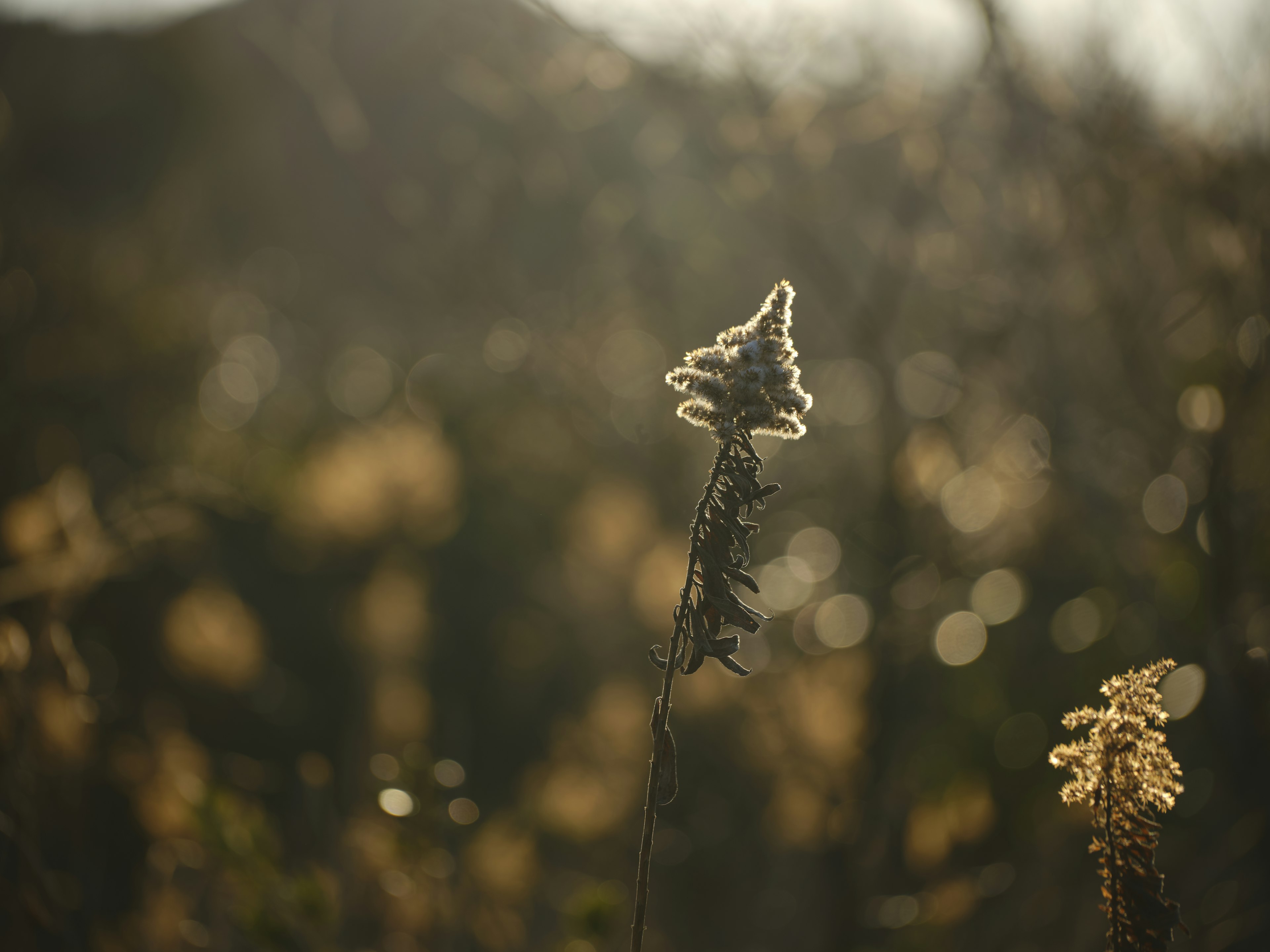 A dried grass spike illuminated by sunlight against a blurred background