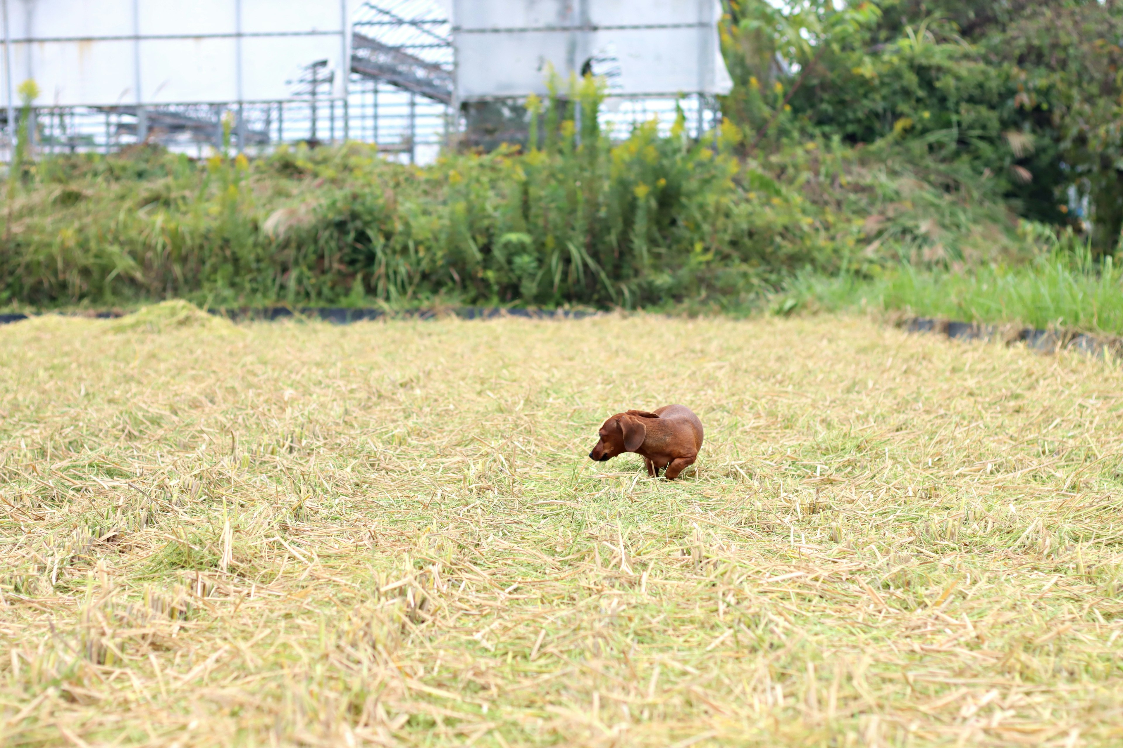 茶色の犬が田んぼの中を歩いている