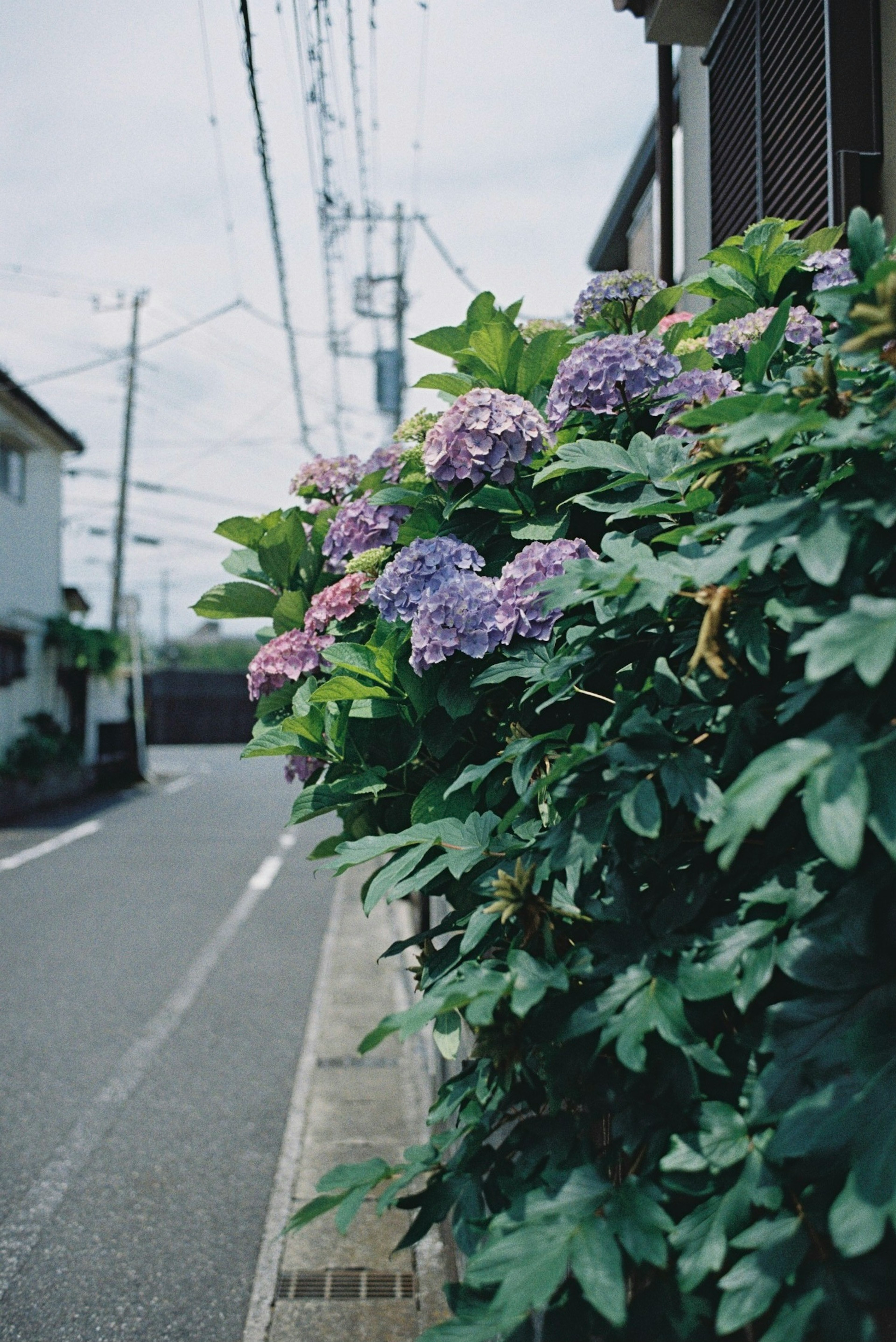 紫陽花の花が咲く道沿いの景色