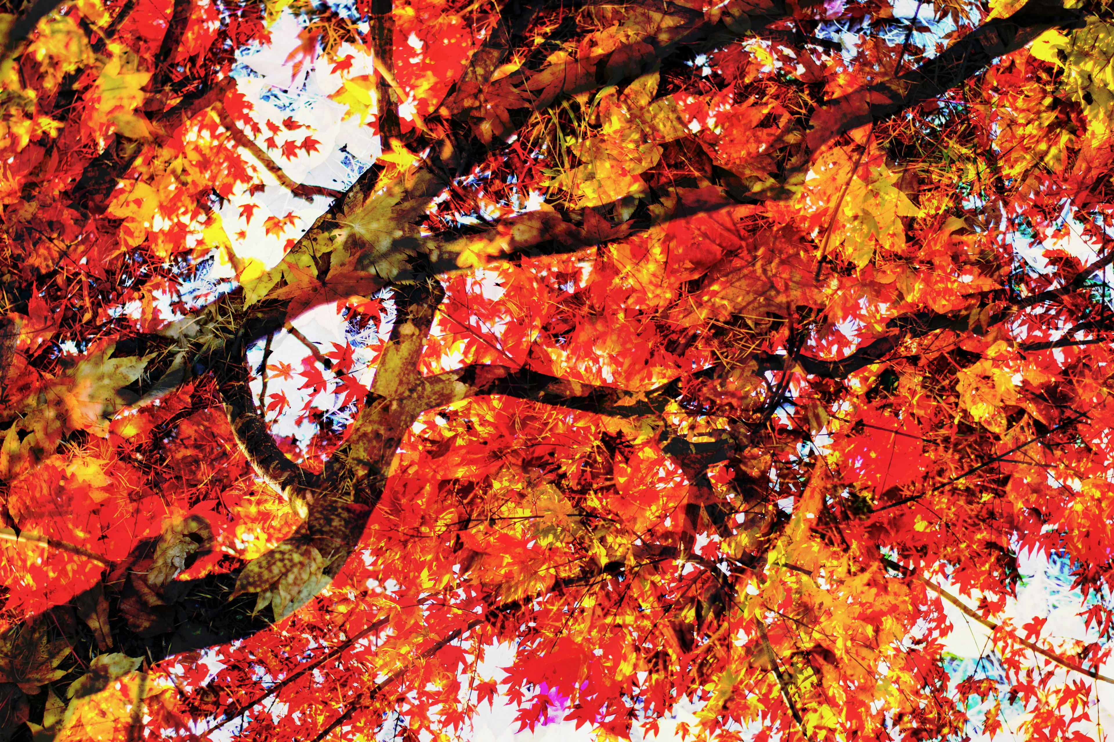 Hojas de otoño rojas y amarillas vibrantes en la copa de un árbol