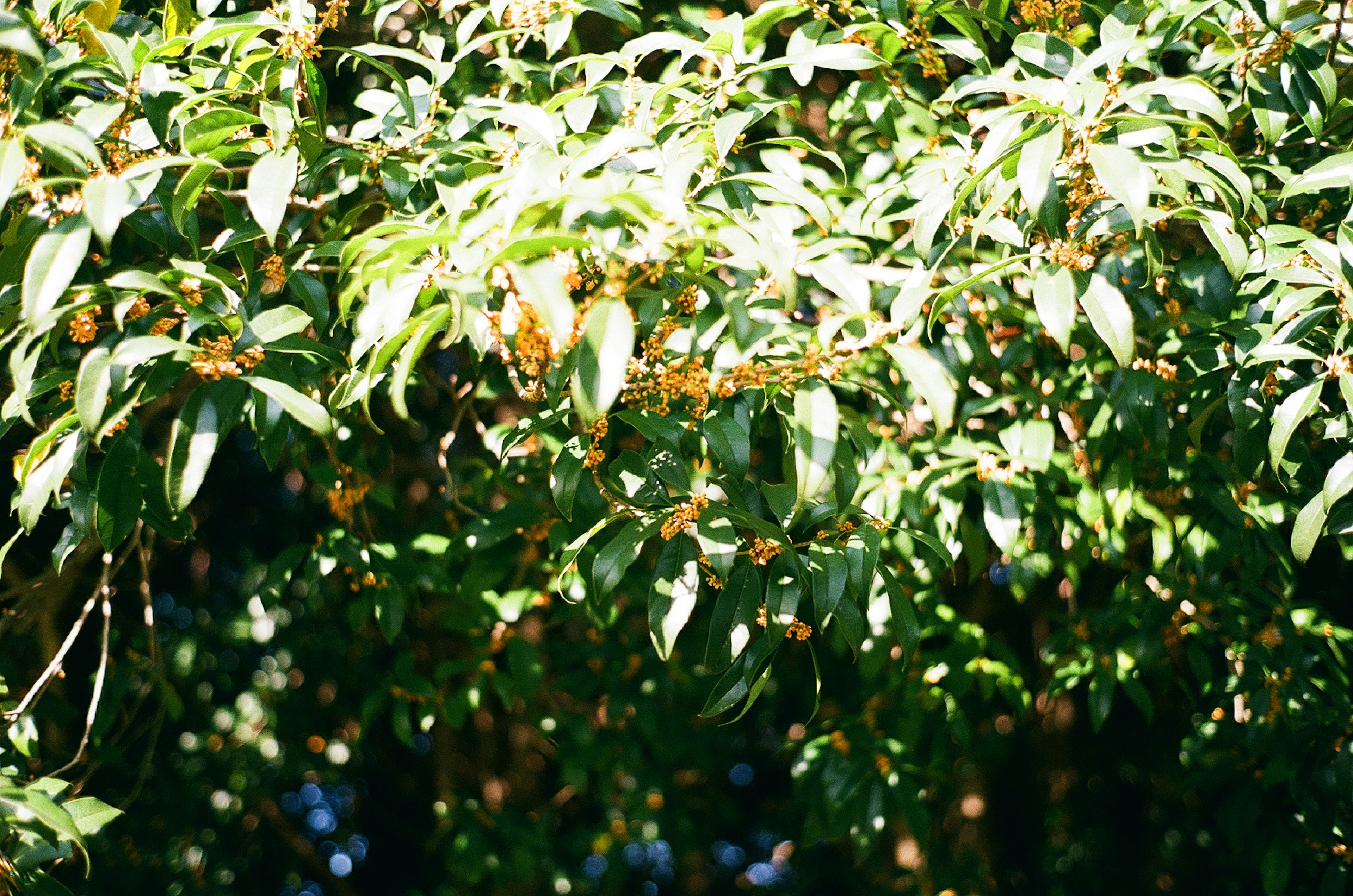 Ramas de árbol con hojas verdes y racimos de frutas naranjas