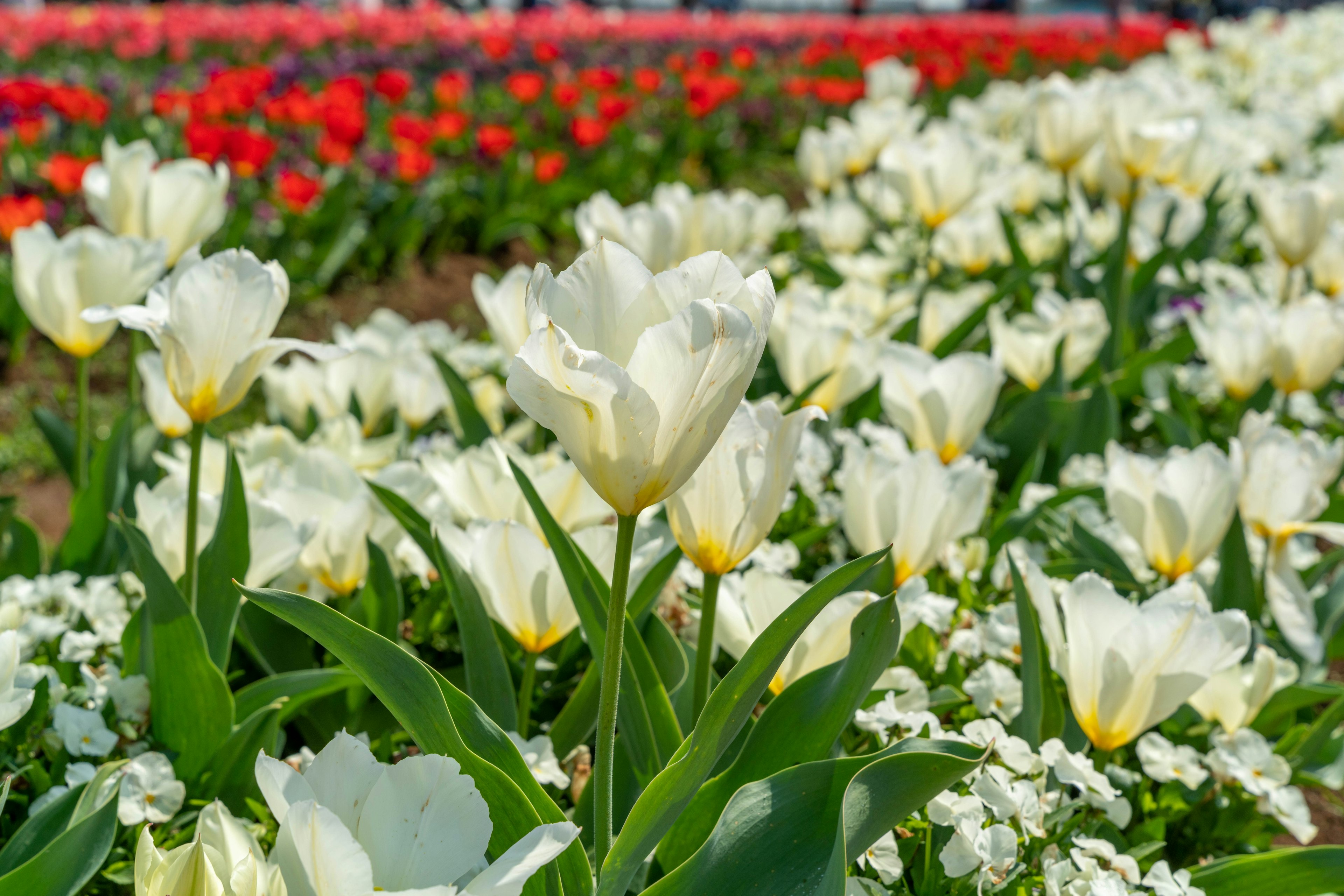 Ladang tulip putih dikelilingi bunga berwarna-warni termasuk tulip merah