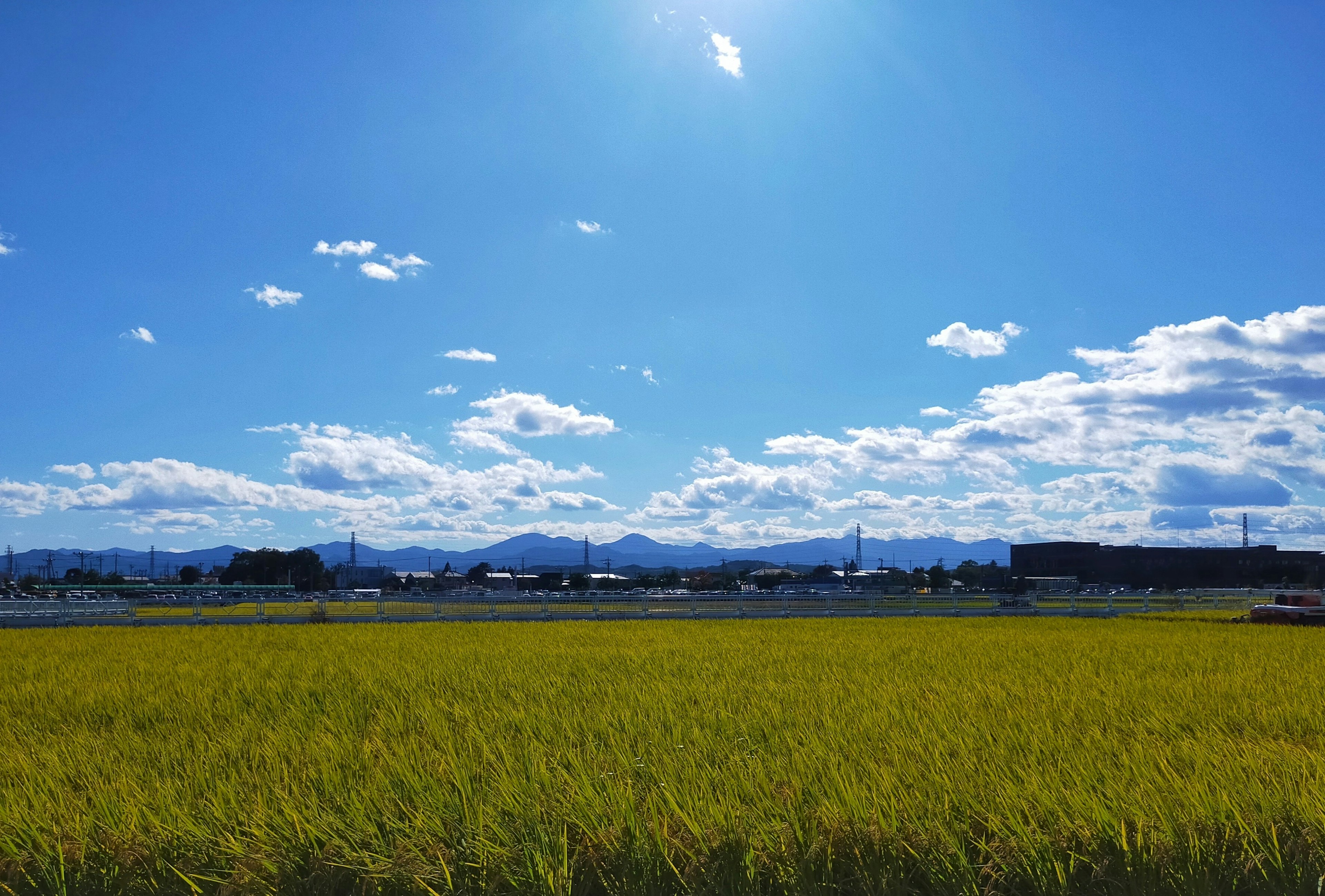 Campo di riso giallo vibrante sotto un cielo blu brillante con nuvole bianche soffici