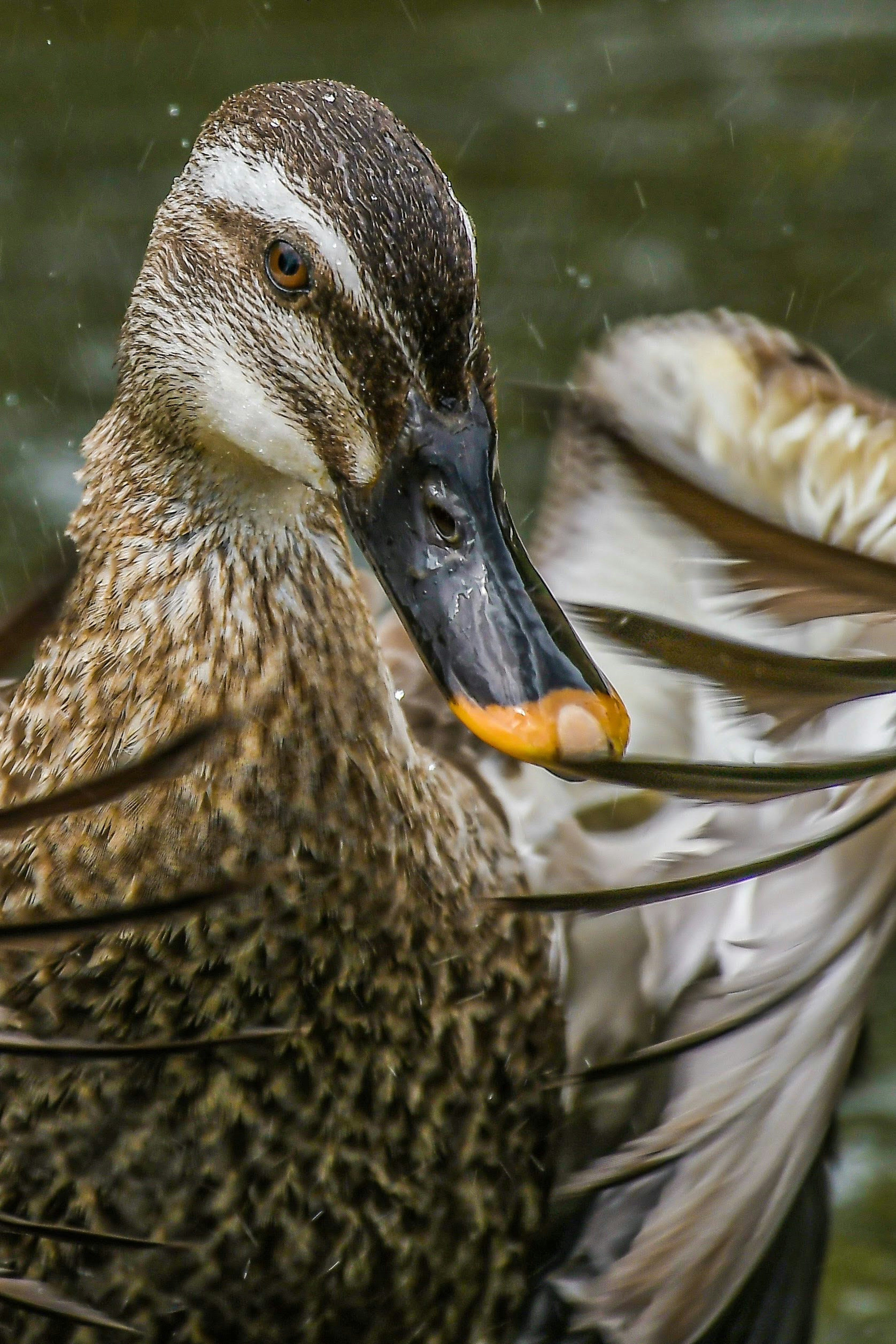 A duck spreading its wings by the water