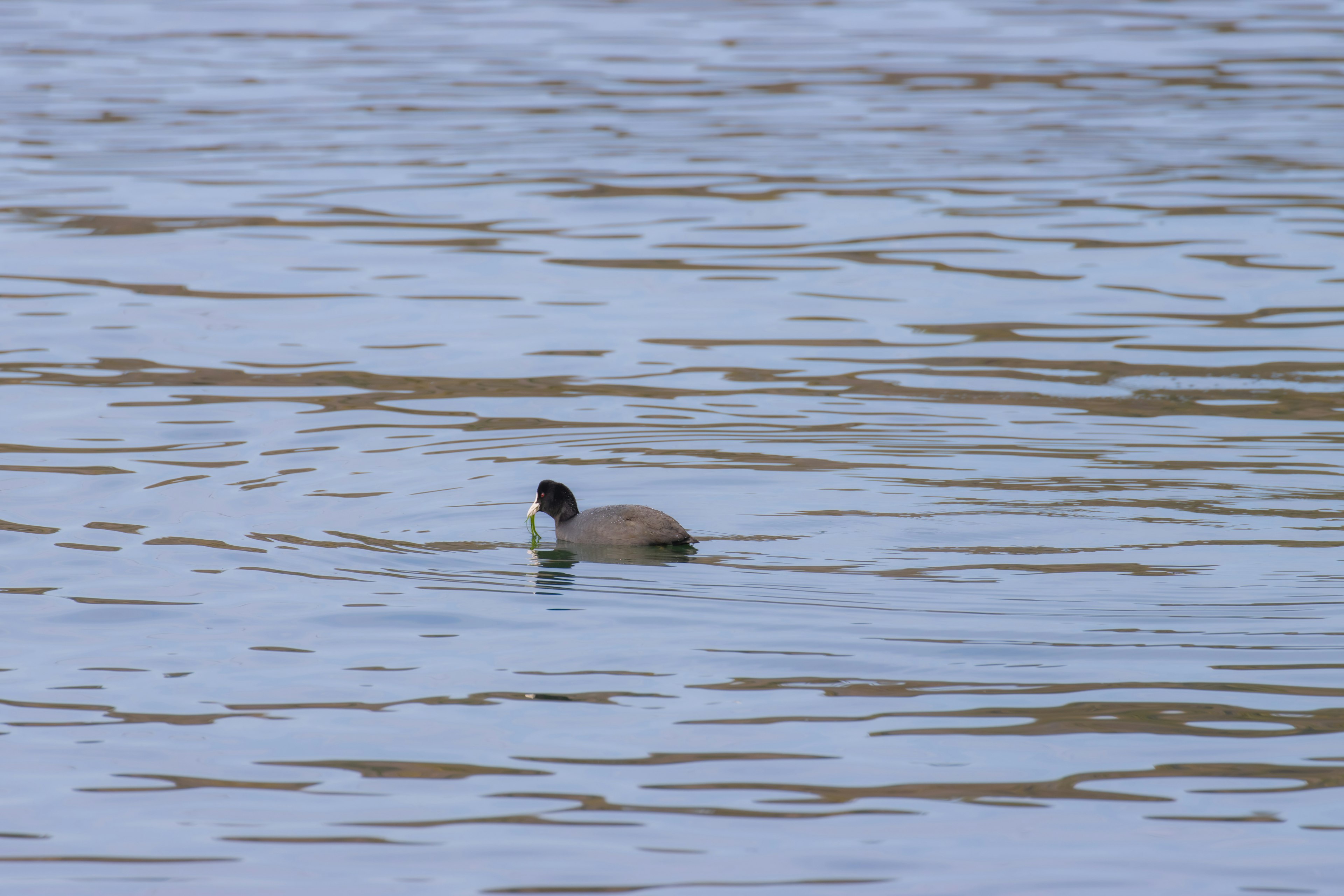 Un tipo de pato nadando en la superficie del agua