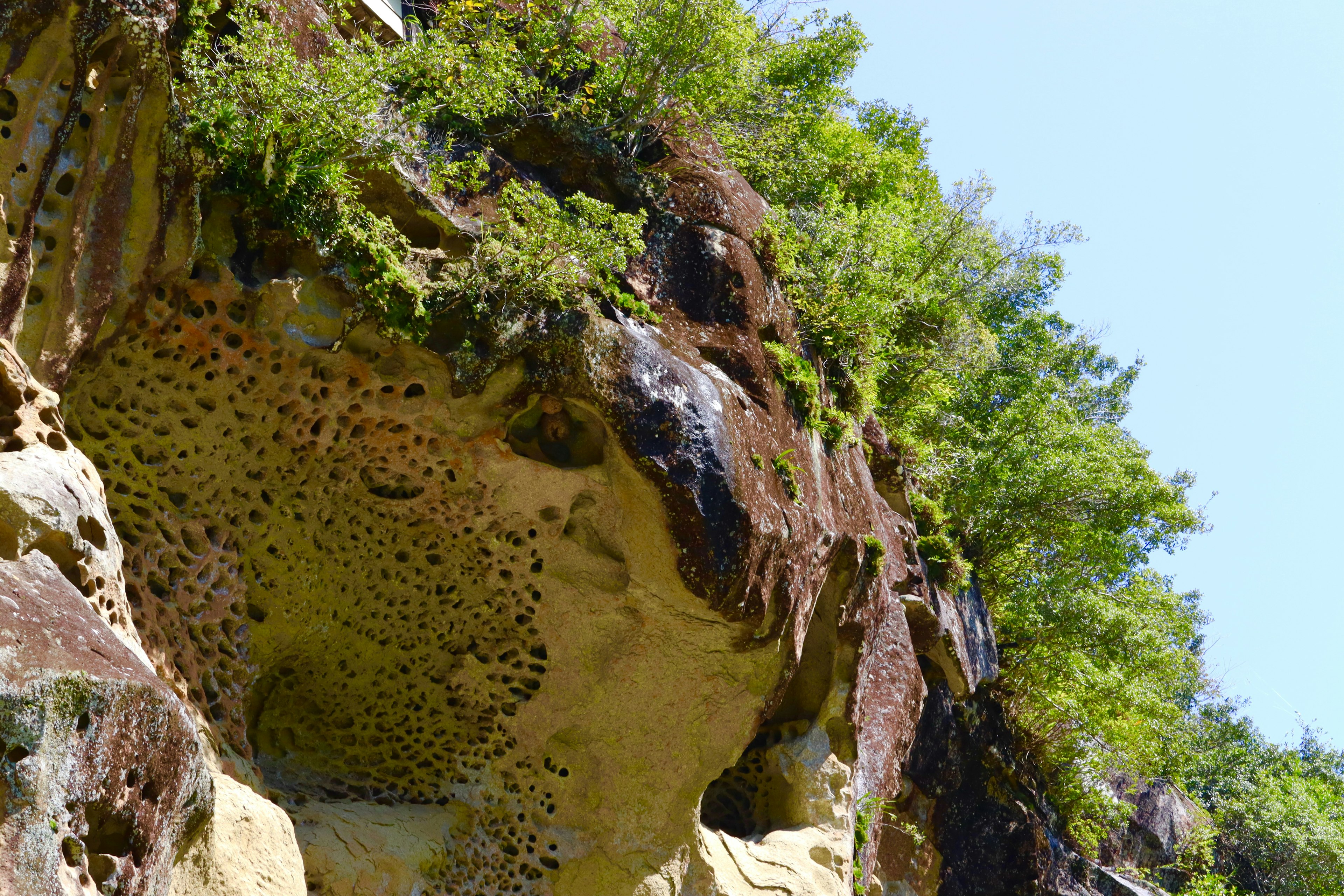 A rocky cliff adorned with lush green vegetation and unique patterns on the surface