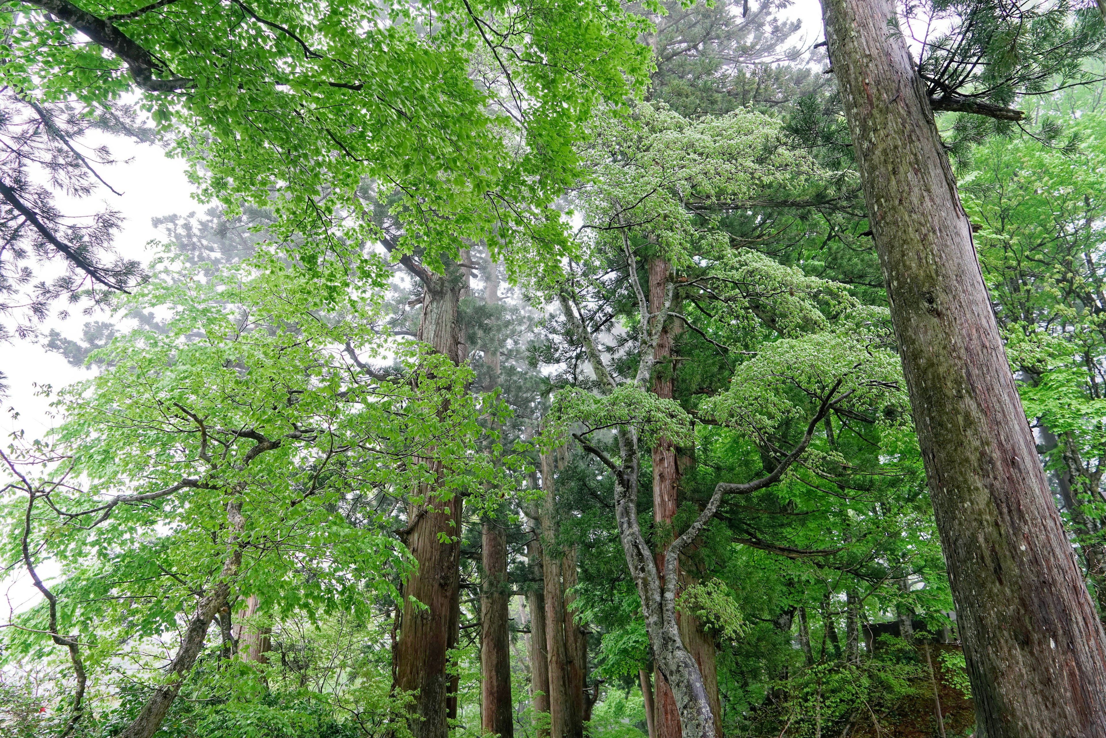 Alberi verdi lussureggianti in un ambiente forestale sereno