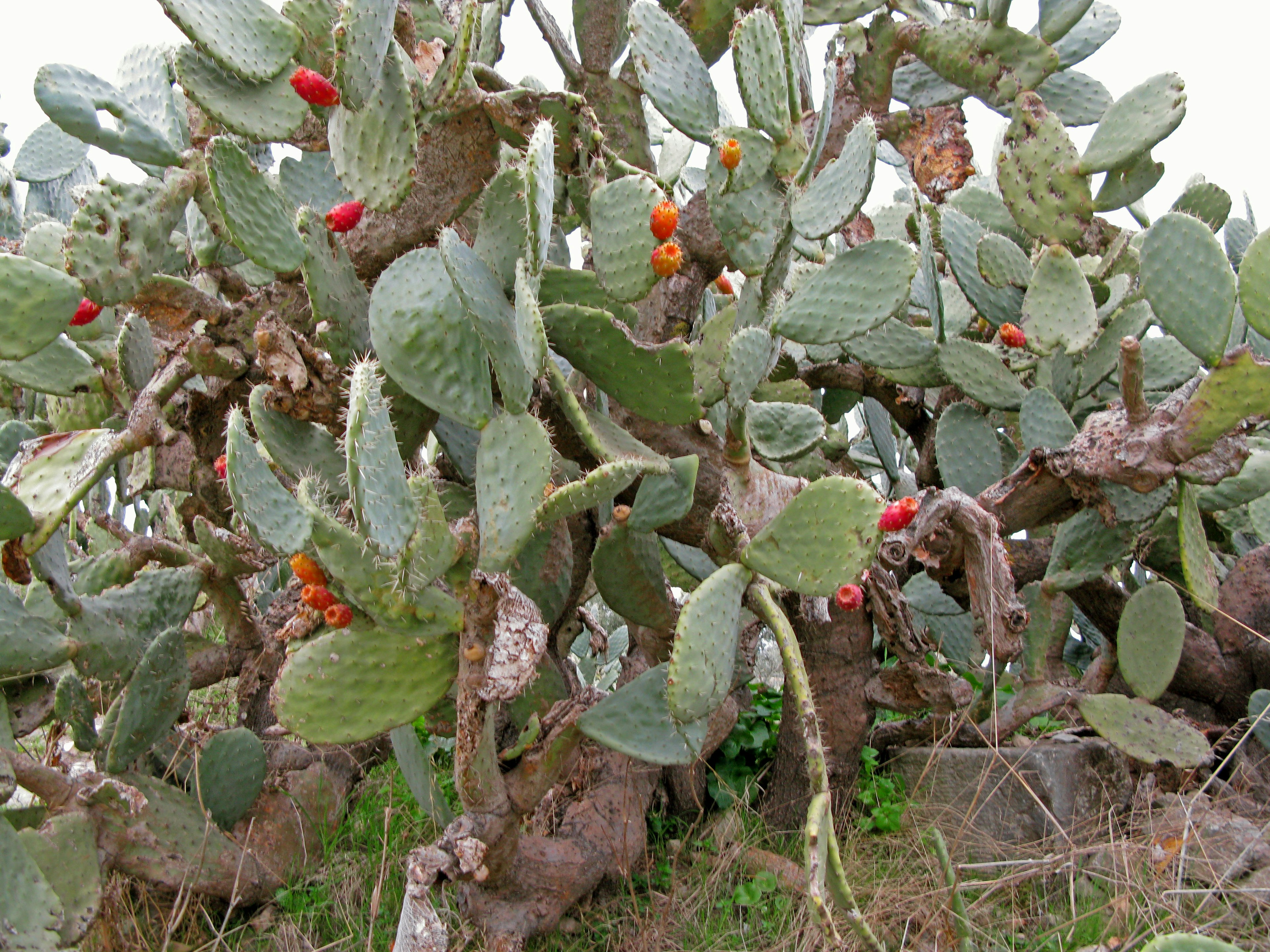 Grupo de cactus verdes con frutos rojos