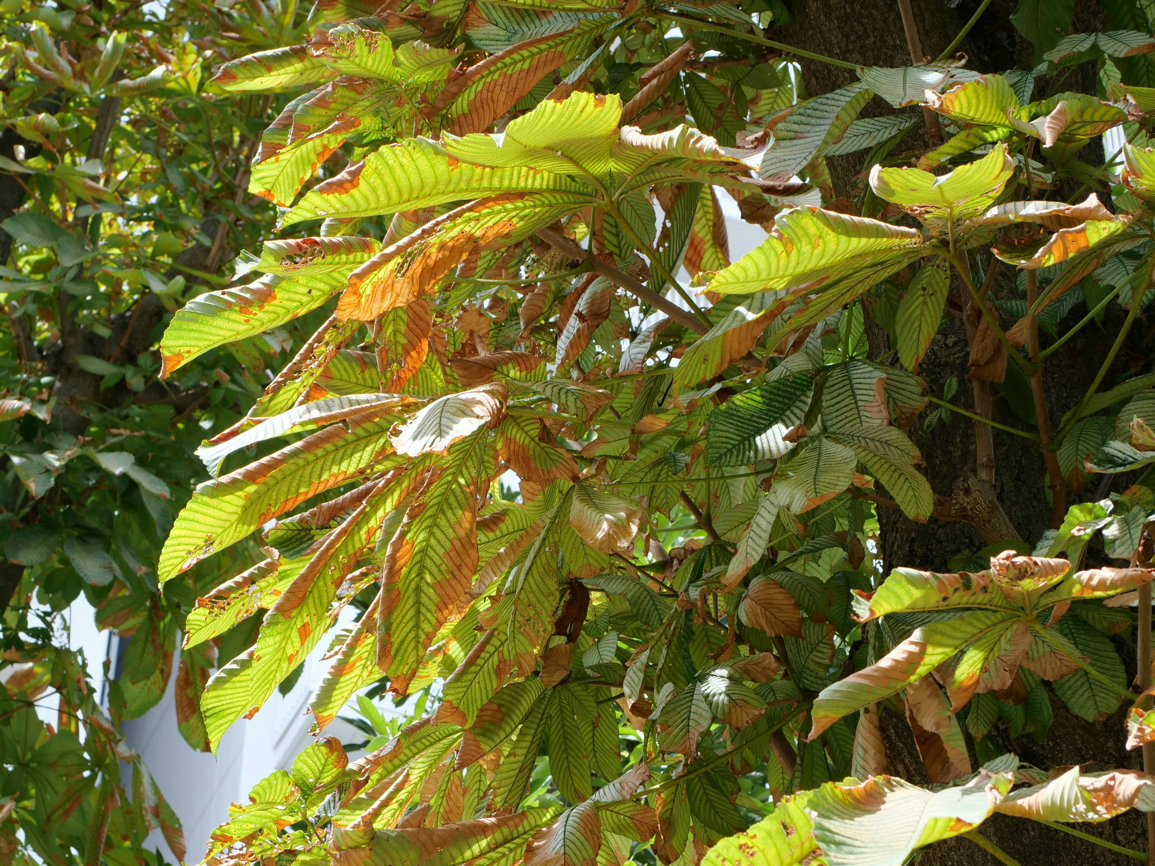 Äste mit grünen und braunen Blättern im Sonnenlicht