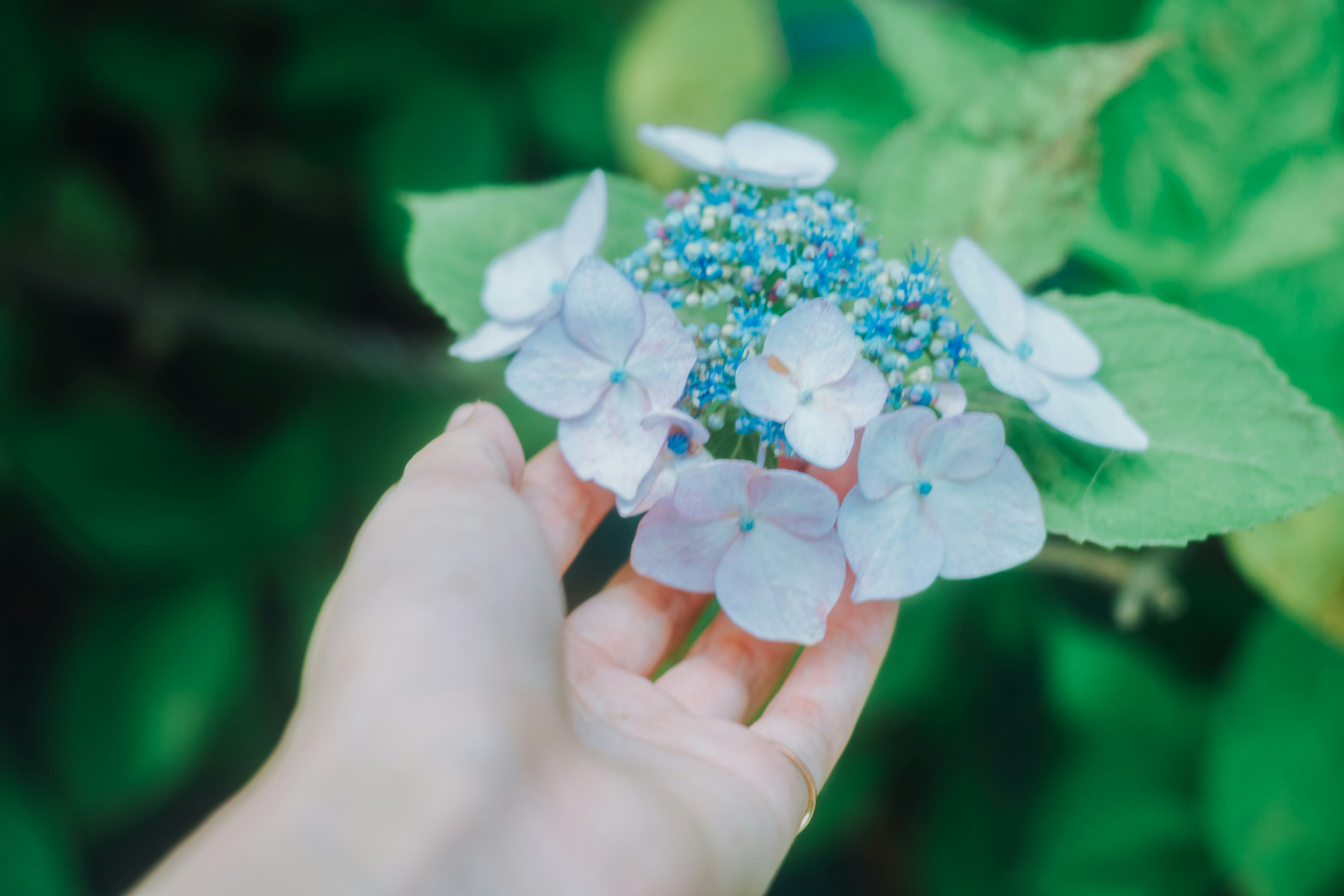 Hand, die einen Bund aus blauen und weißen Hortensienblüten hält