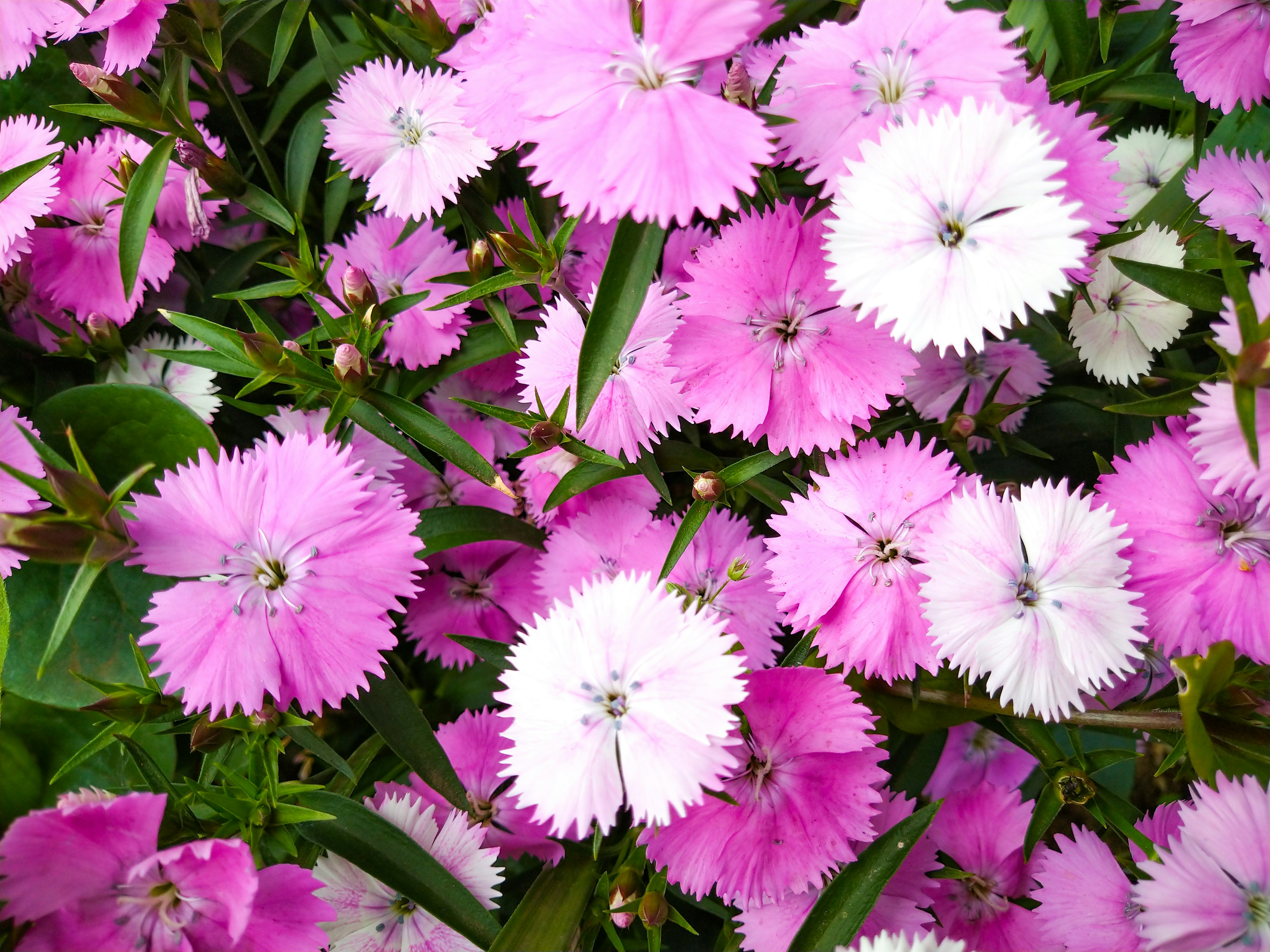 Vibrant pink and white flowers of Dianthus cluster