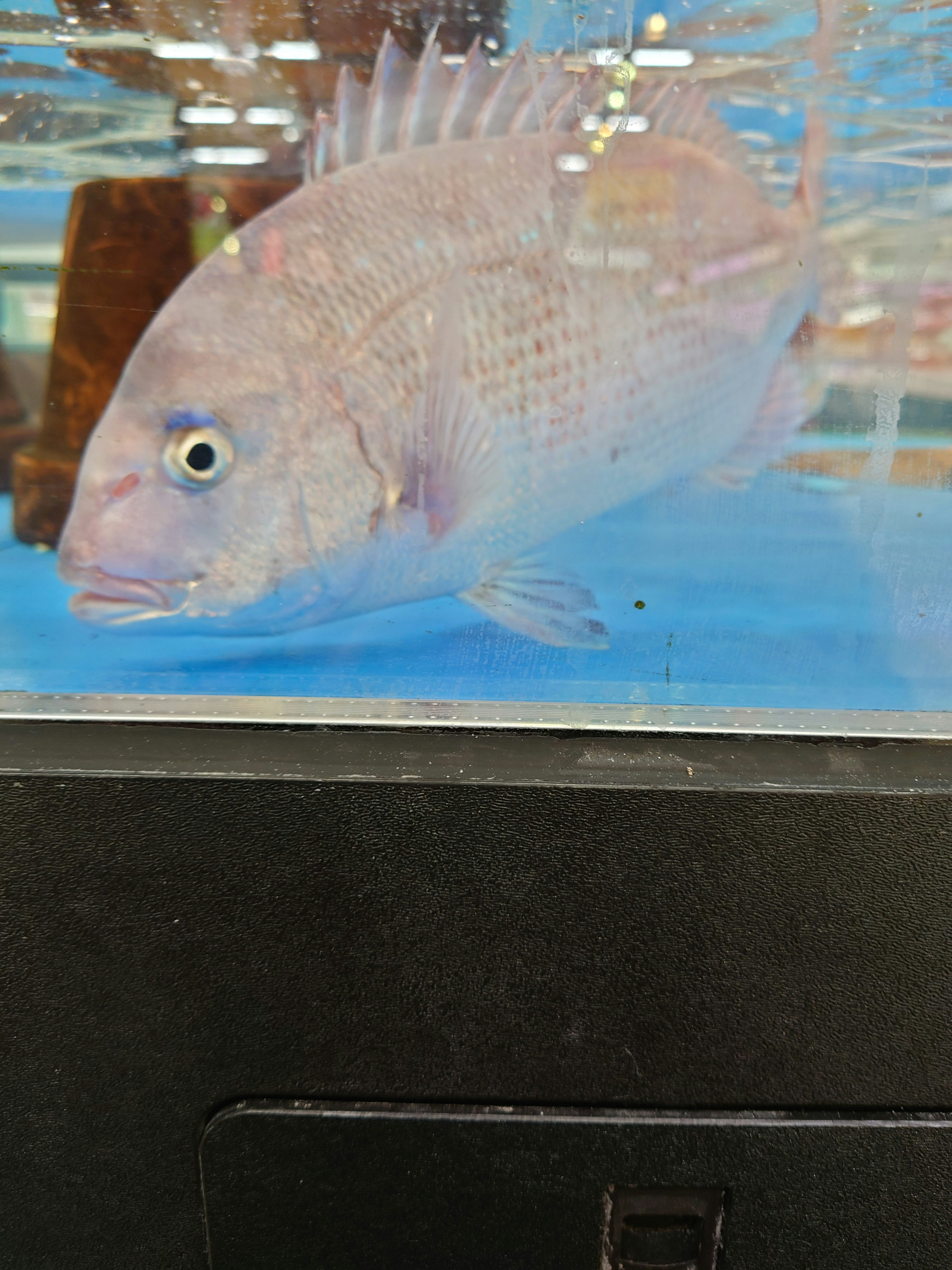 Vue latérale d'un poisson pâle dans un aquarium