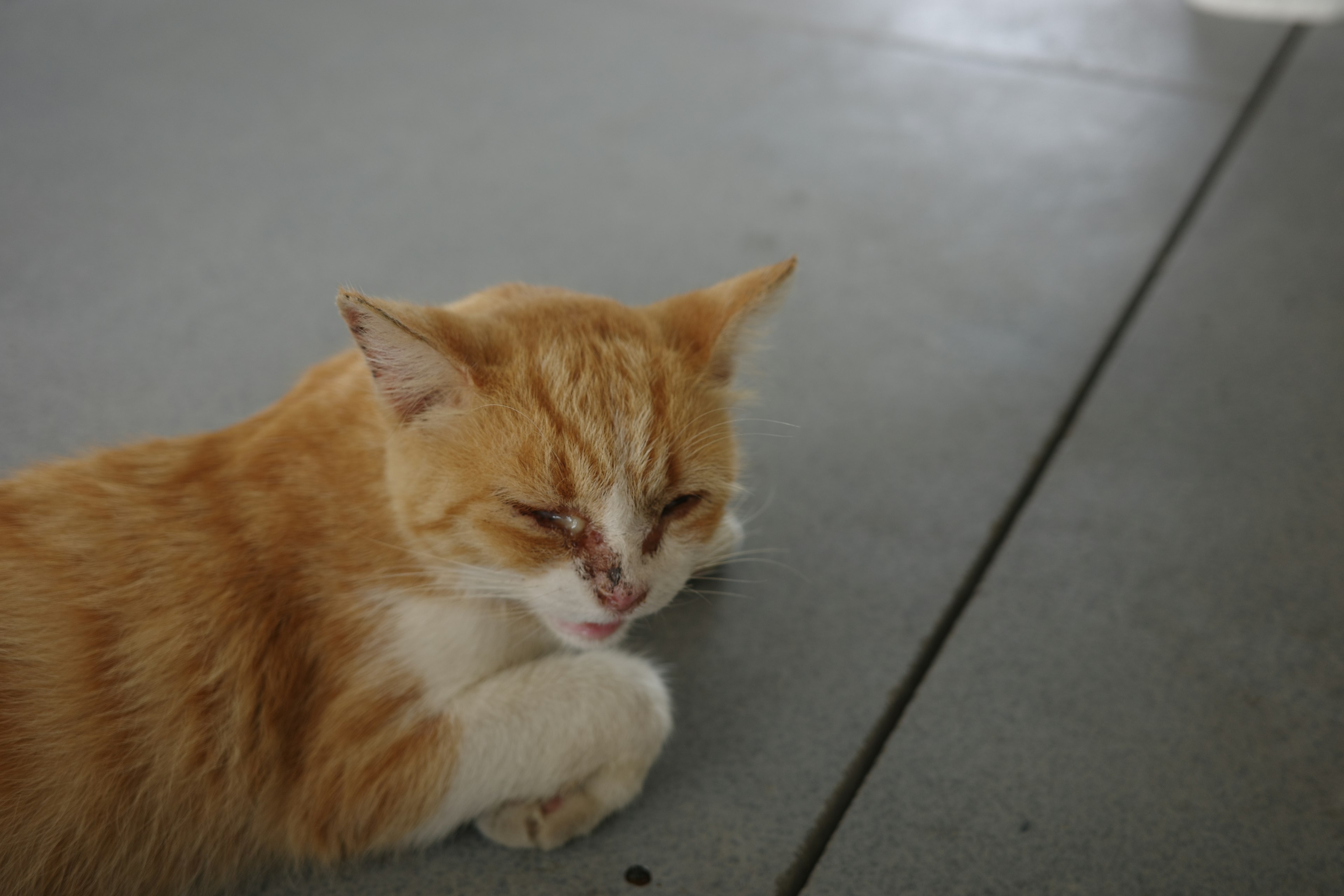 Orange und weiße Katze liegt auf dem Boden