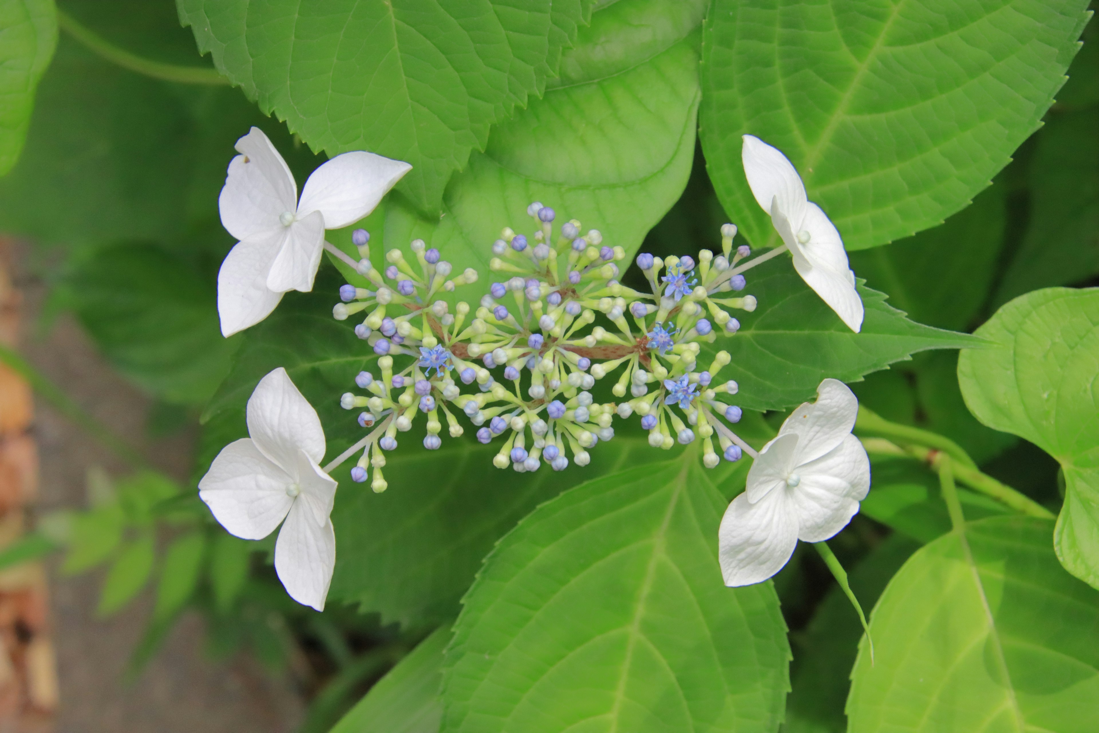 Nahaufnahme einer Hortensienblüte mit weißen Blütenblättern und einem blau-violetten Zentrum