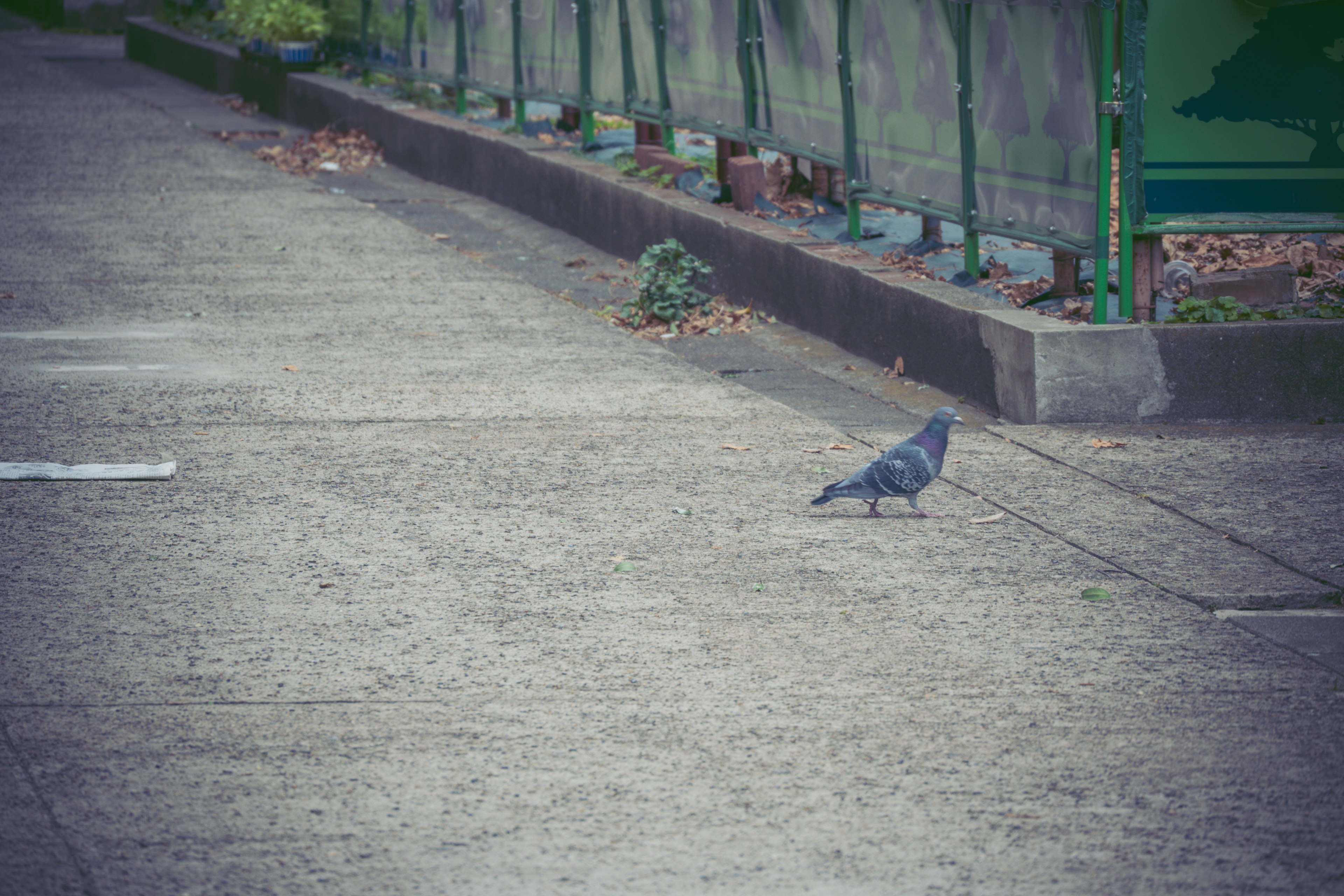 Seekor merpati berjalan di jalan yang dipaving